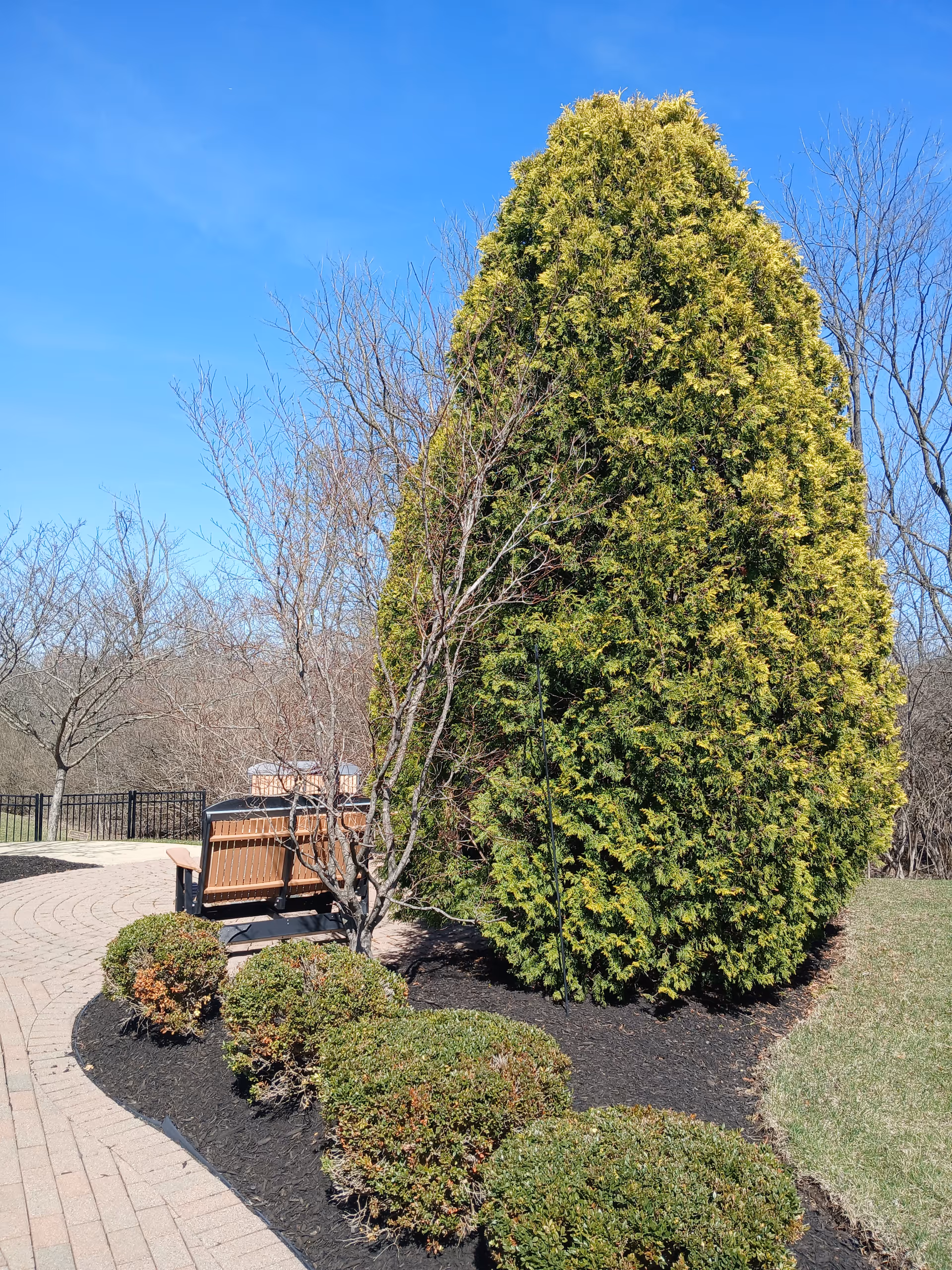 Tall evergreen tree beside a curved brick path and wooden bench in a landscaped outdoor area.