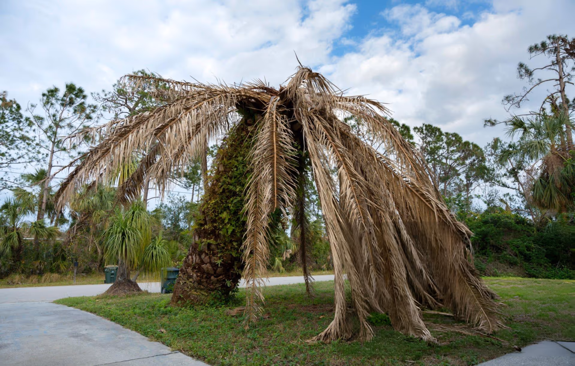A palm tree with dead fronds leaning over a lawn beside a road.