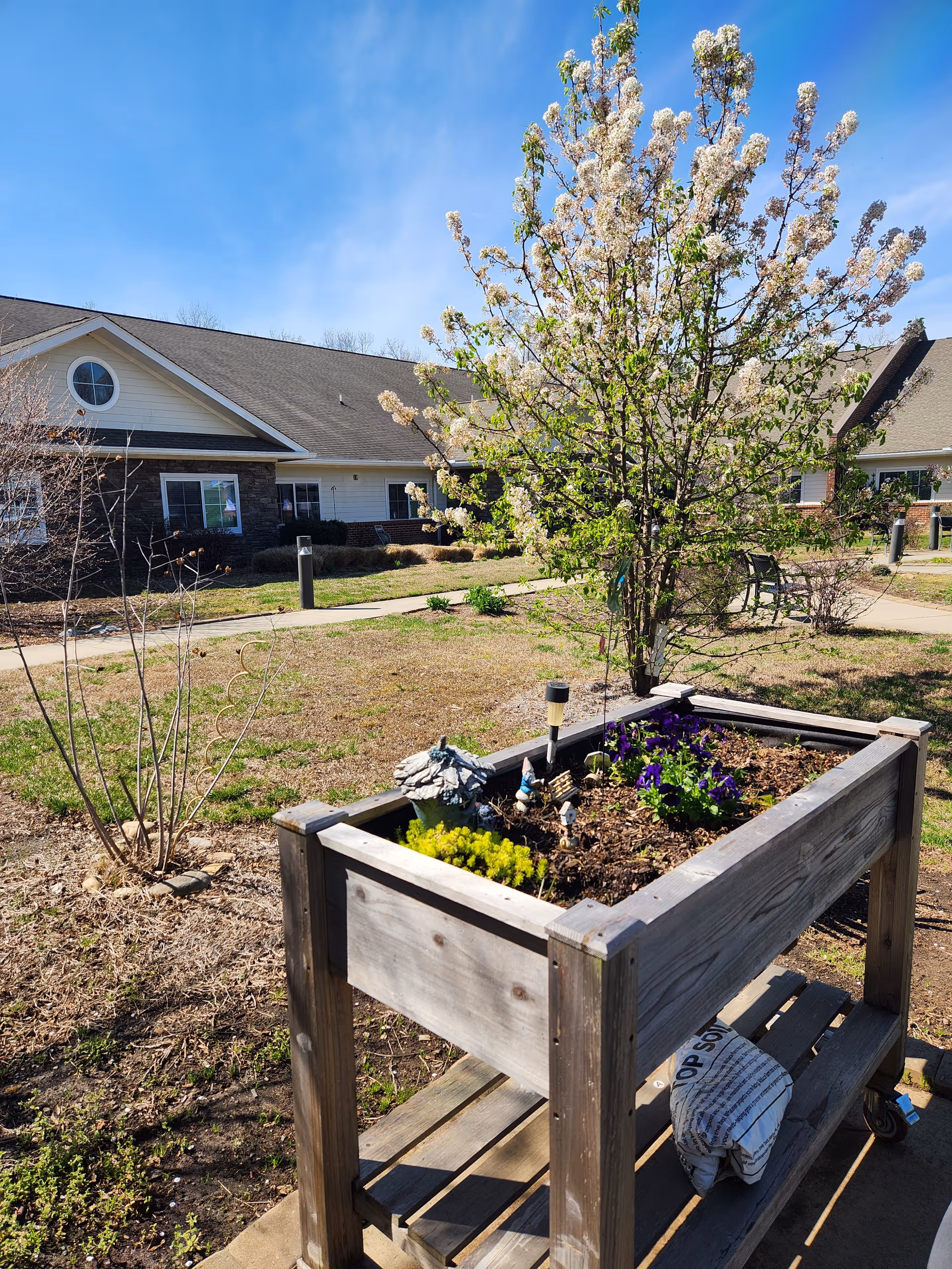 Outdoor courtyard with a blossoming tree, raised planter box, and building in the background.