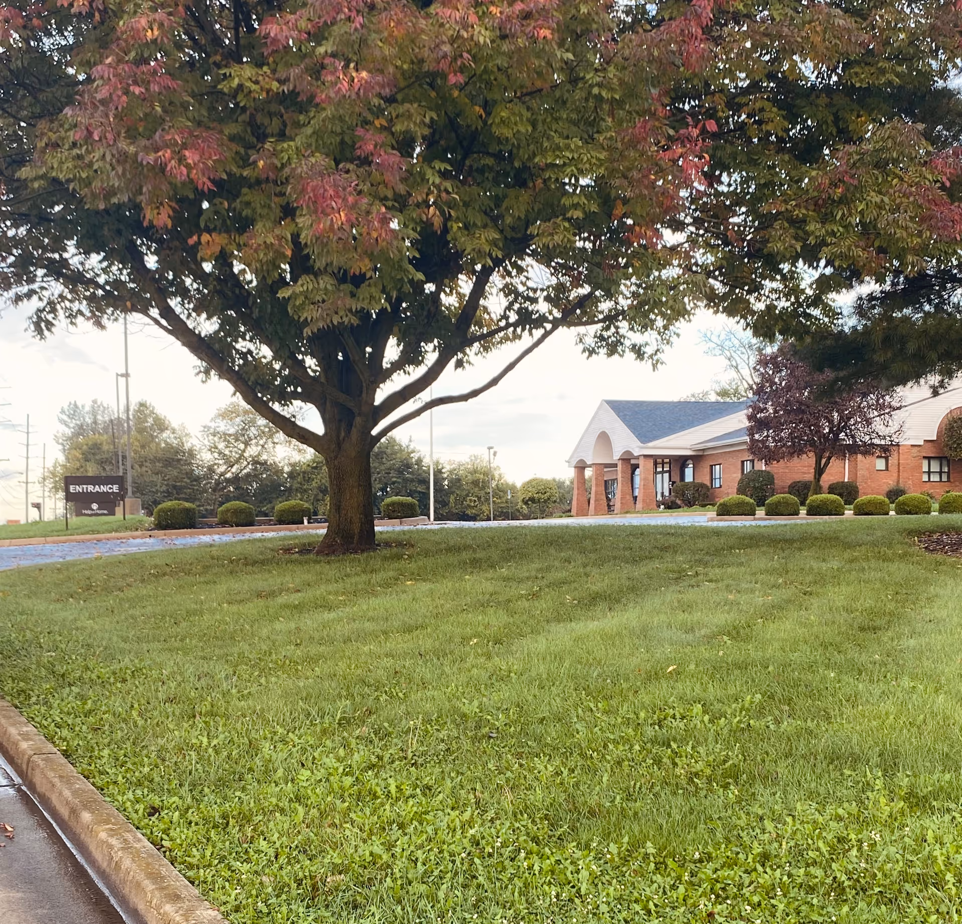 A large tree dominates foreground with a red-brick senior living facility entrance and trimmed shrubs.