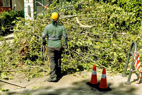 Tree service worker in helmet clears fallen branches outdoors on sidewalk