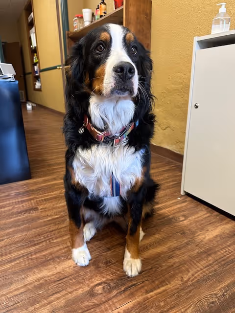 A Bernese Mountain Dog sits indoors in a senior living facility hallway.