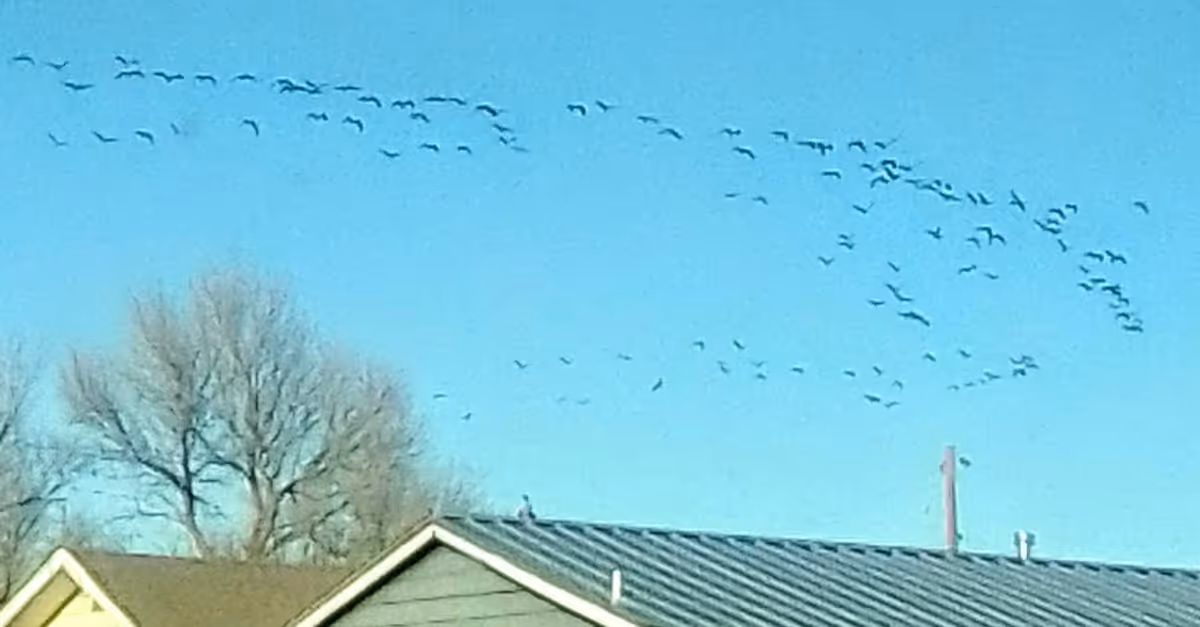 Blue sky above rooftops with a flock of birds in flight.