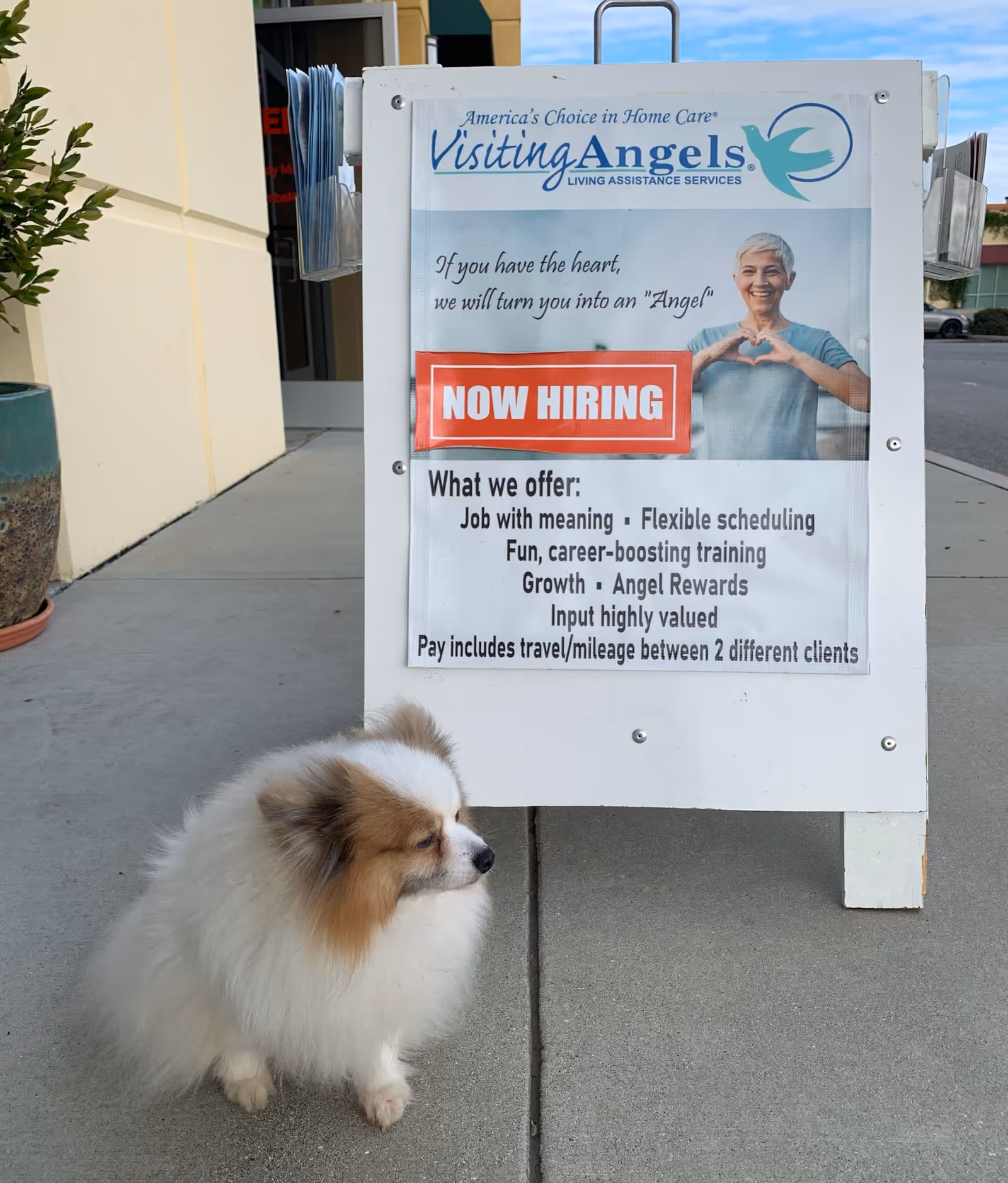 Front exterior of Visiting Angels signboard with a fluffy dog on the sidewalk.