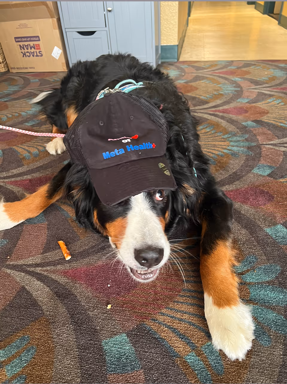 A Bernese Mountain Dog wearing a hat labeled Meta Health indoors on a patterned carpet.