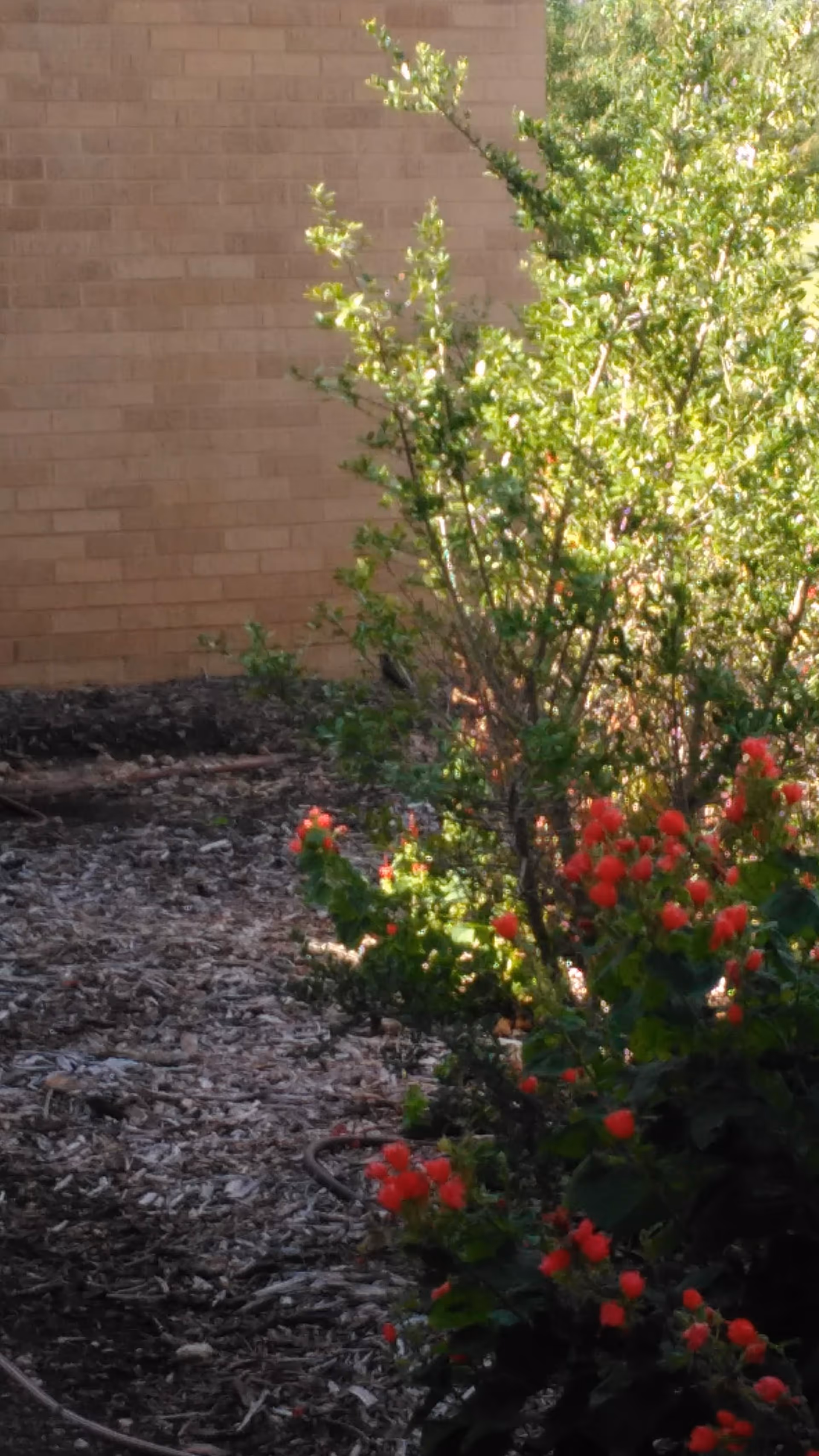 Outdoor garden area with a brick wall, mulch, shrubs, and red flowering plants.