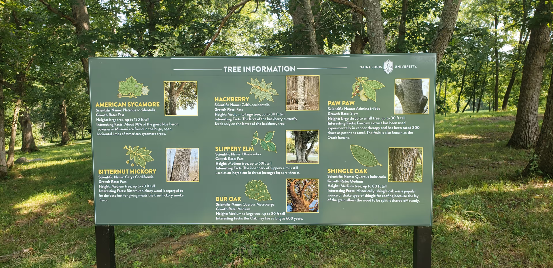 Outdoor signboard displaying tree information among lush trees.