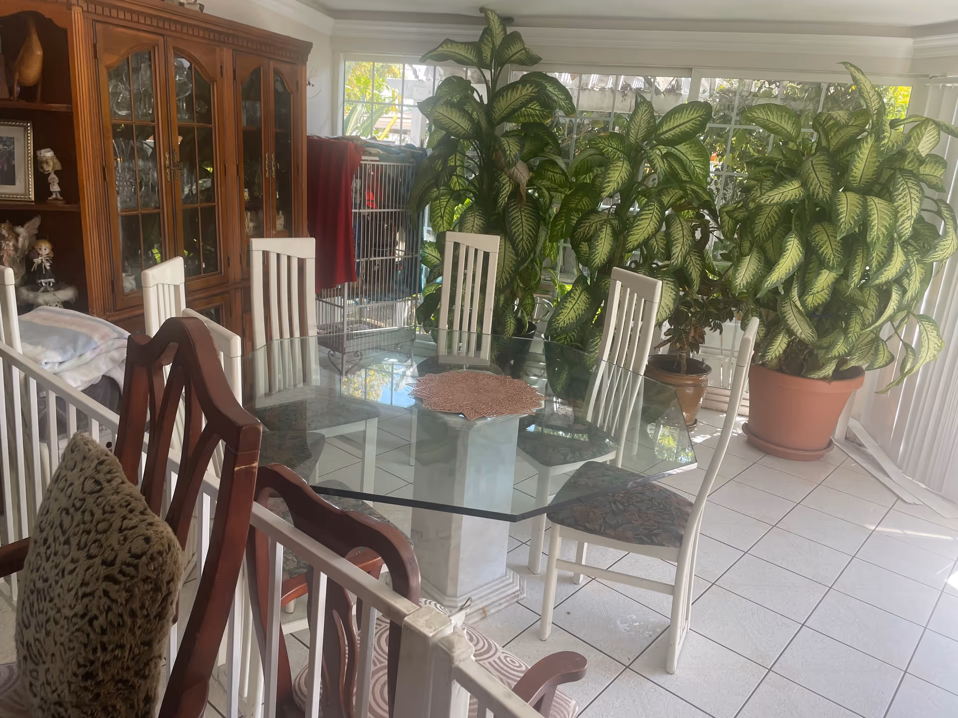 Glass dining table with white chairs and tall leafy plants in a sunlit indoor dining area.