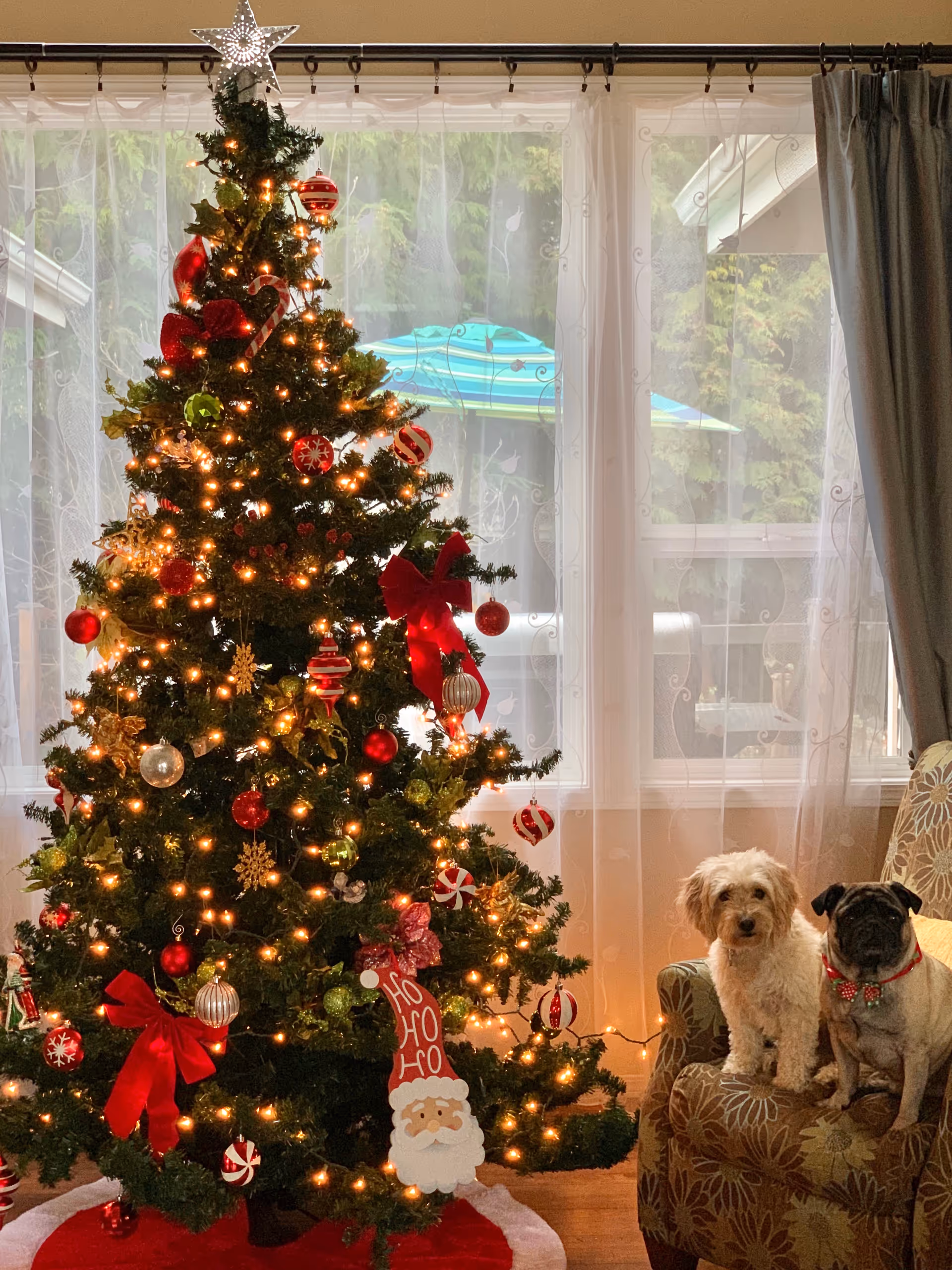 Decorated Christmas tree glows with lights beside two dogs on a patterned armchair.