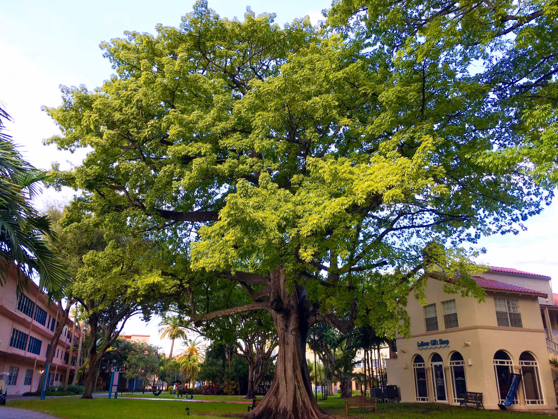 A large tree dominates a courtyard between pastel buildings at Miami Jewish Health.