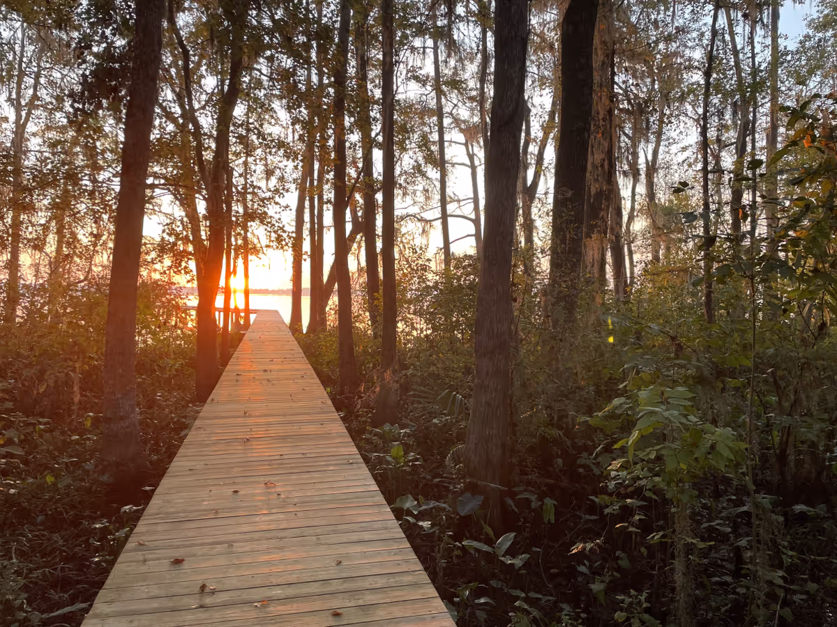 Wooden boardwalk extends through a sunlit forest with trees.