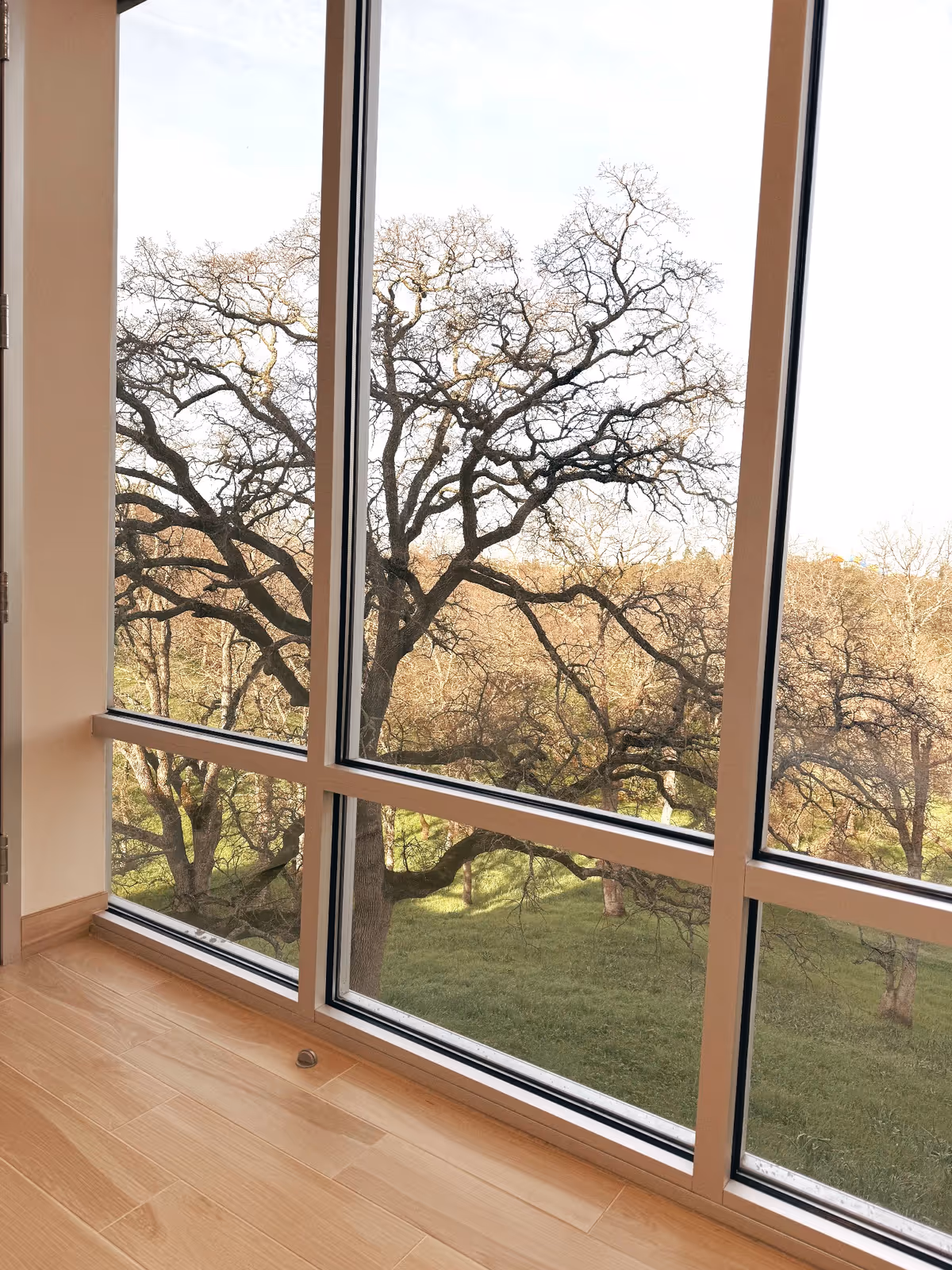 Bright interior space with large floor-to-ceiling windows overlooking bare trees outside.