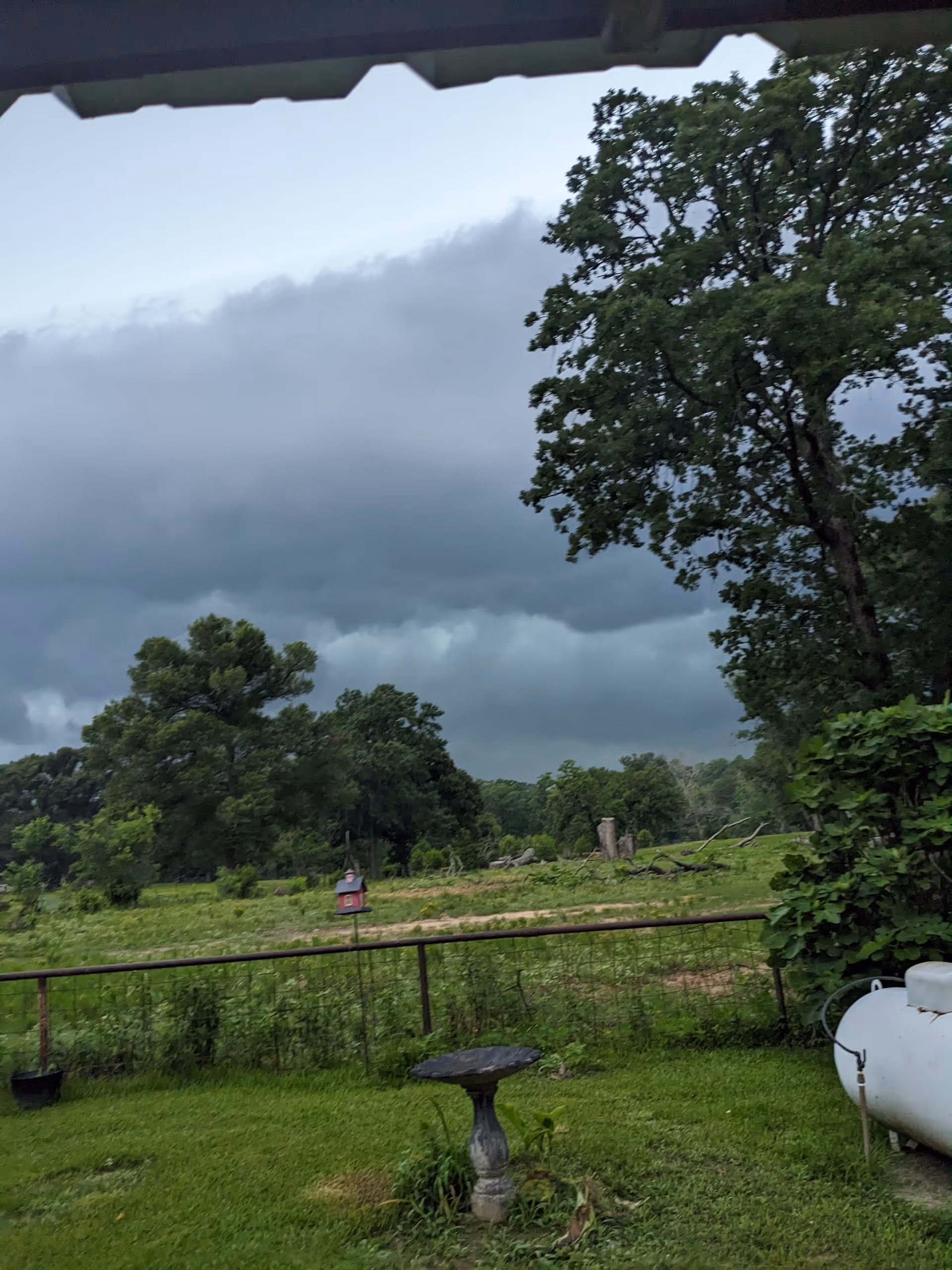 Overcast backyard with trees, a fence, bird feeder, and propane tank.
