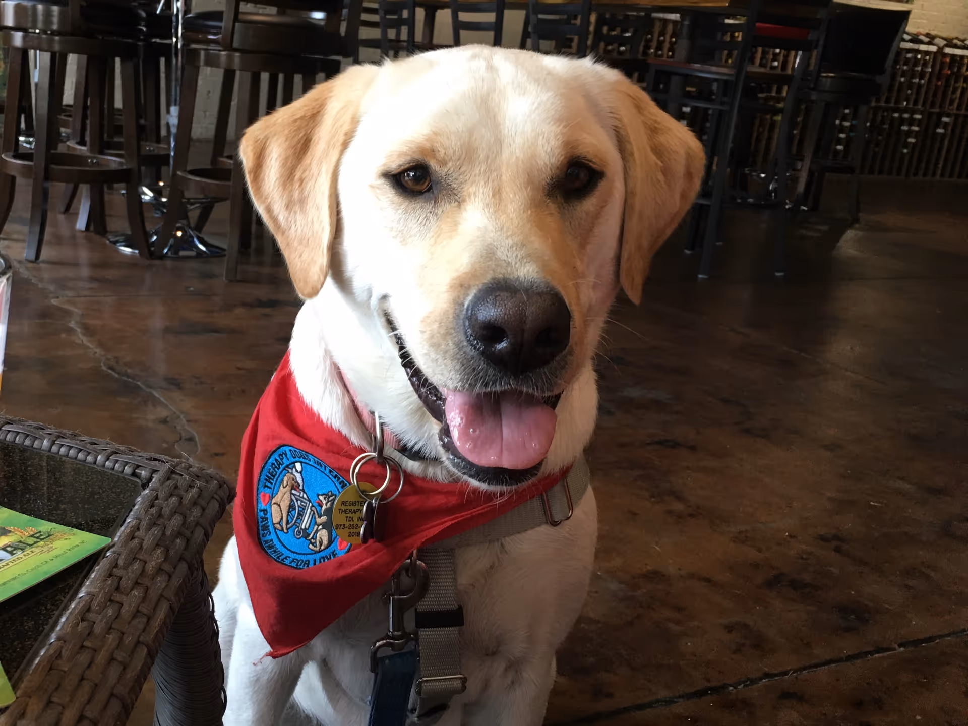Therapy dog with red bandana sits indoors in dining area.