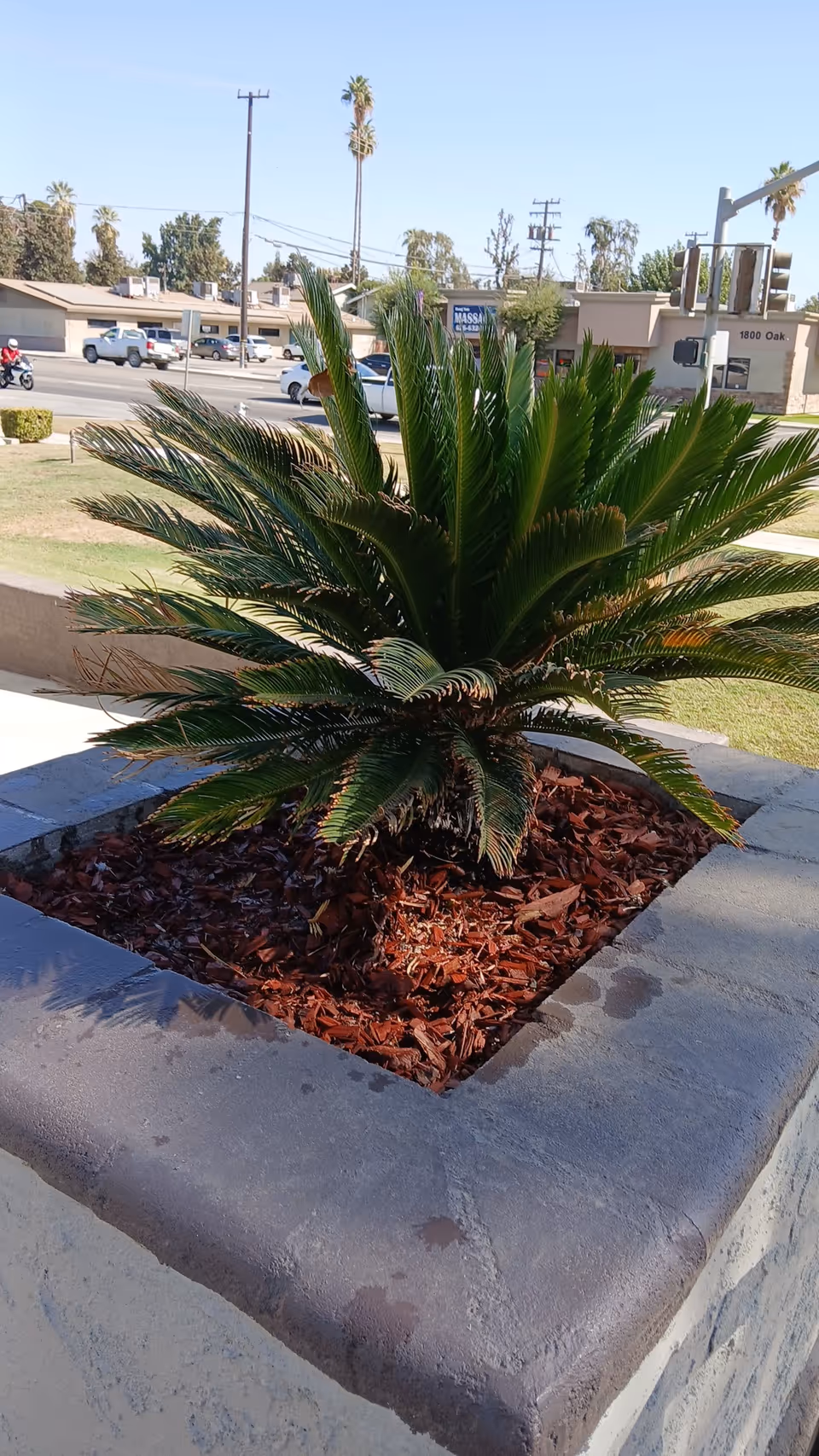 A large palm plant in a concrete square planter on a sidewalk in front of buildings.
