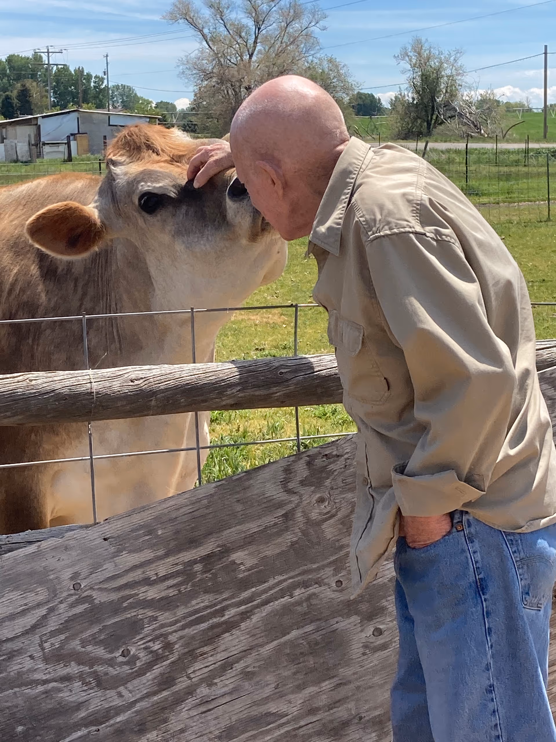 Older man in beige shirt pets a cow through a wooden fence in a rural pasture.