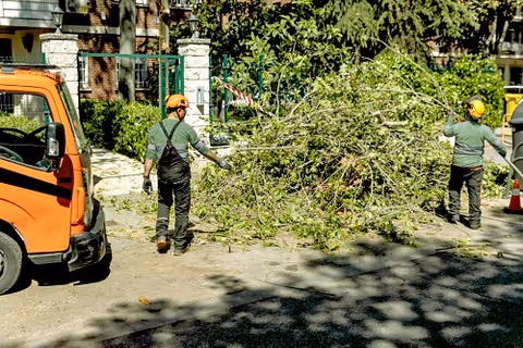 Two workers in helmets move a large fallen branch beside an orange truck.