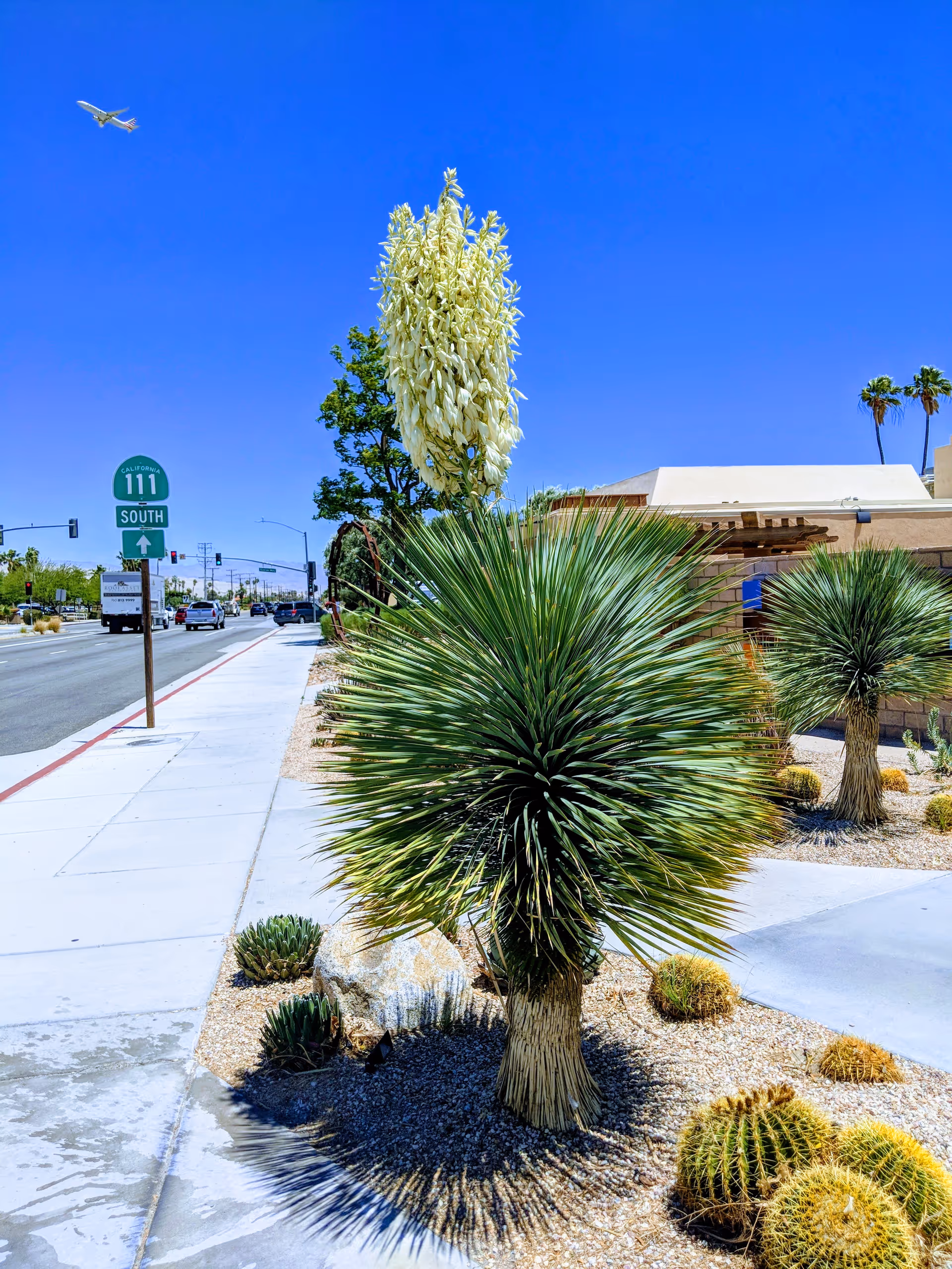 Desert landscaping with tall cactus plants along a sidewalk beside a building exterior and blue sky.