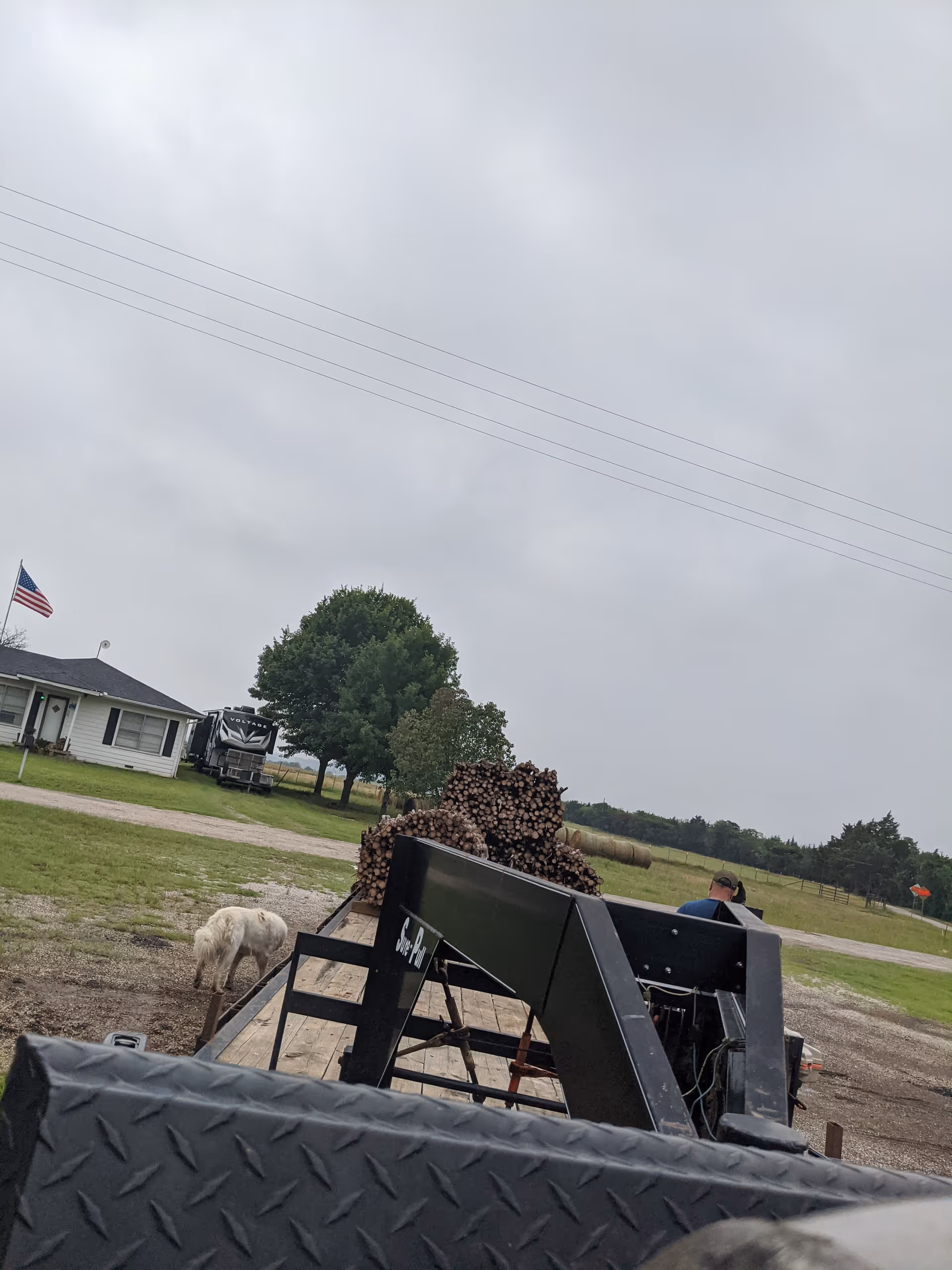 Outdoor rural scene with stacked logs, a trailer, a small white dog, and a house