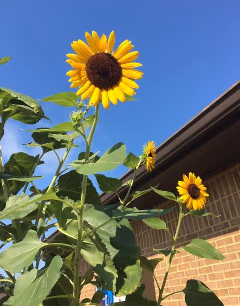 Tall sunflowers grow beside a brick building under a bright blue sky