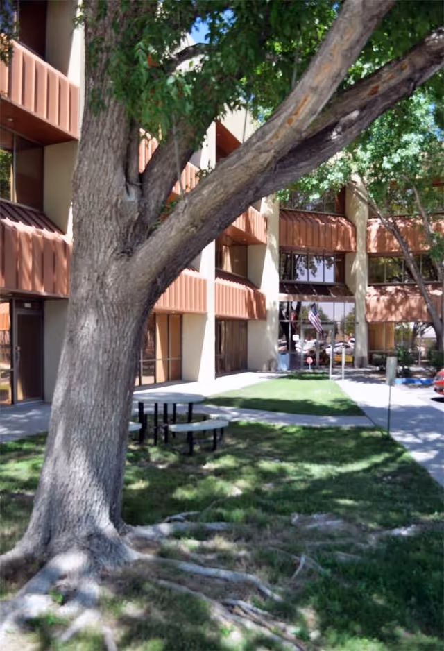 Tall tree in foreground beside a beige Ambercare senior living building with outdoor seating.