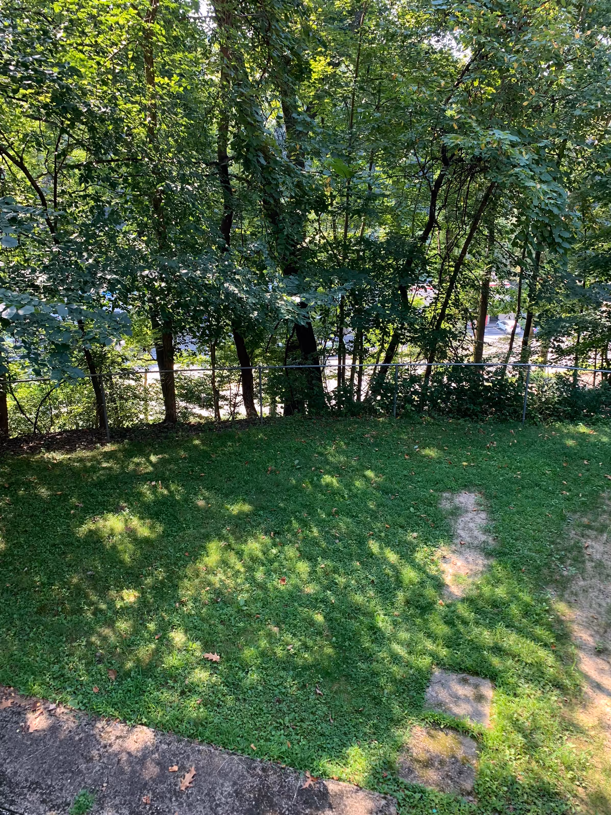 Sunny backyard with green grass, mature trees, and a metal fence beyond.