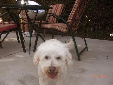 White fluffy dog on outdoor patio with striped chairs and table