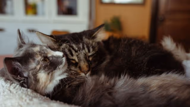 Two cats cuddling on a soft blanket inside a cozy room.