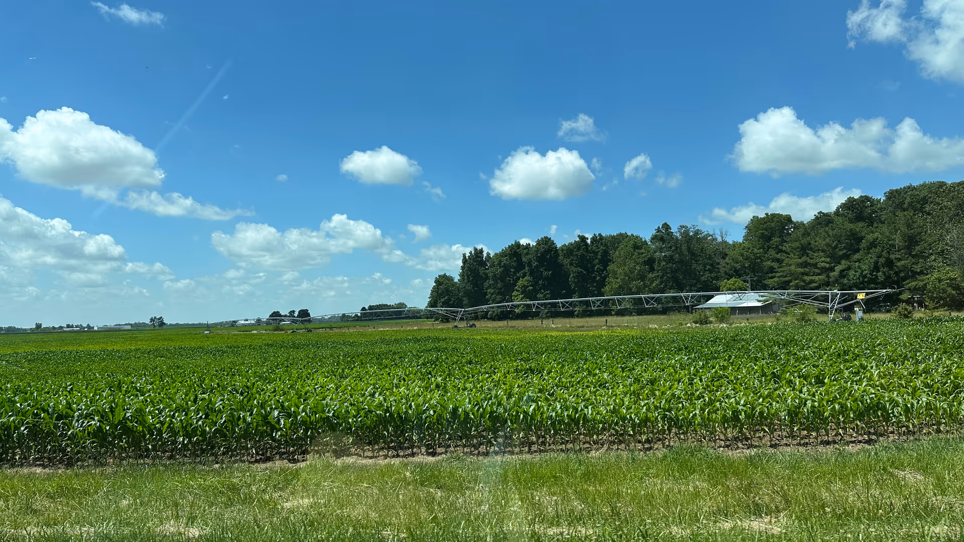 Wide field of crops under blue sky with an irrigation system stretching across.