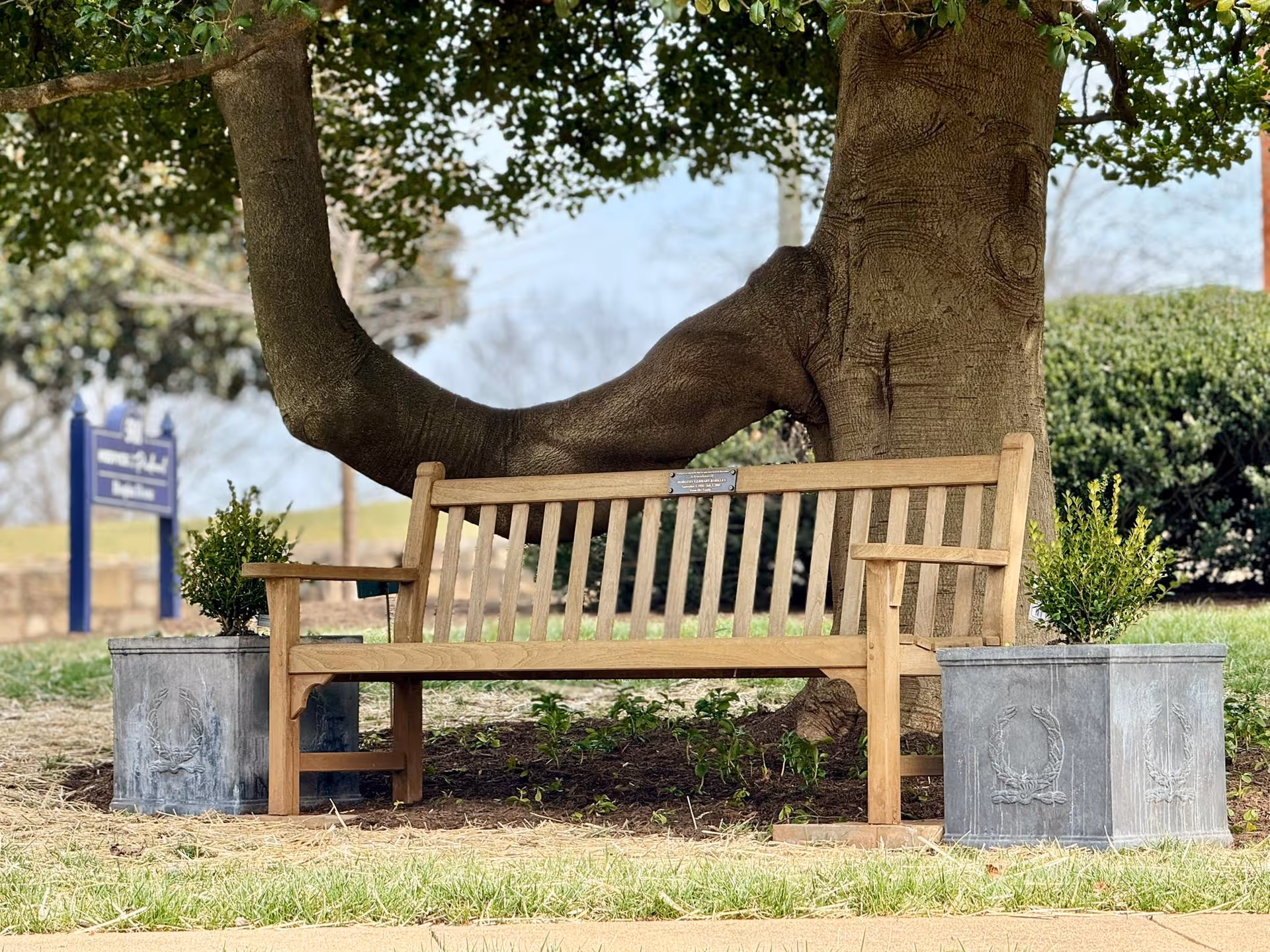 Wooden bench under a large tree with potted plants in a grassy courtyard