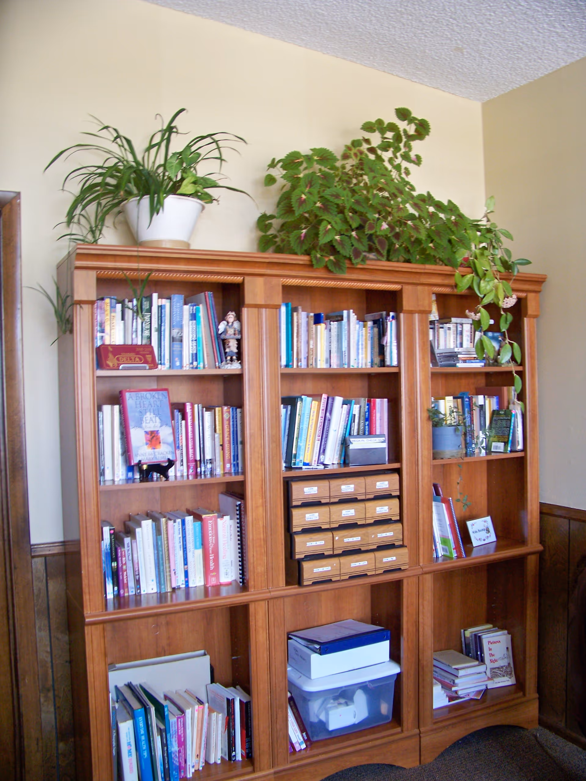 Wooden bookshelf with books and leafy plants against a beige-walled interior.
