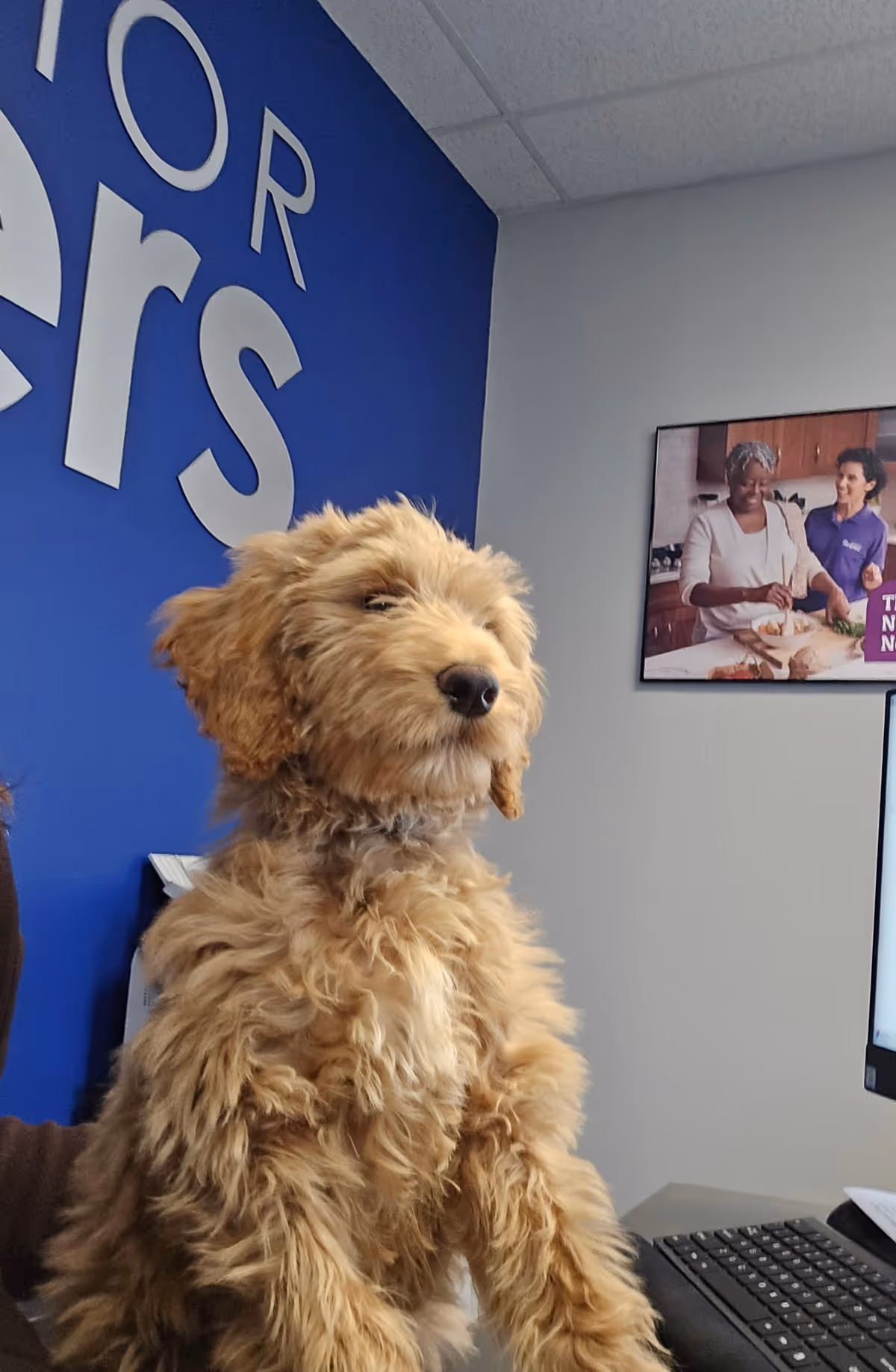 Fluffy tan dog sits on a desk in a reception area with a blue wall.