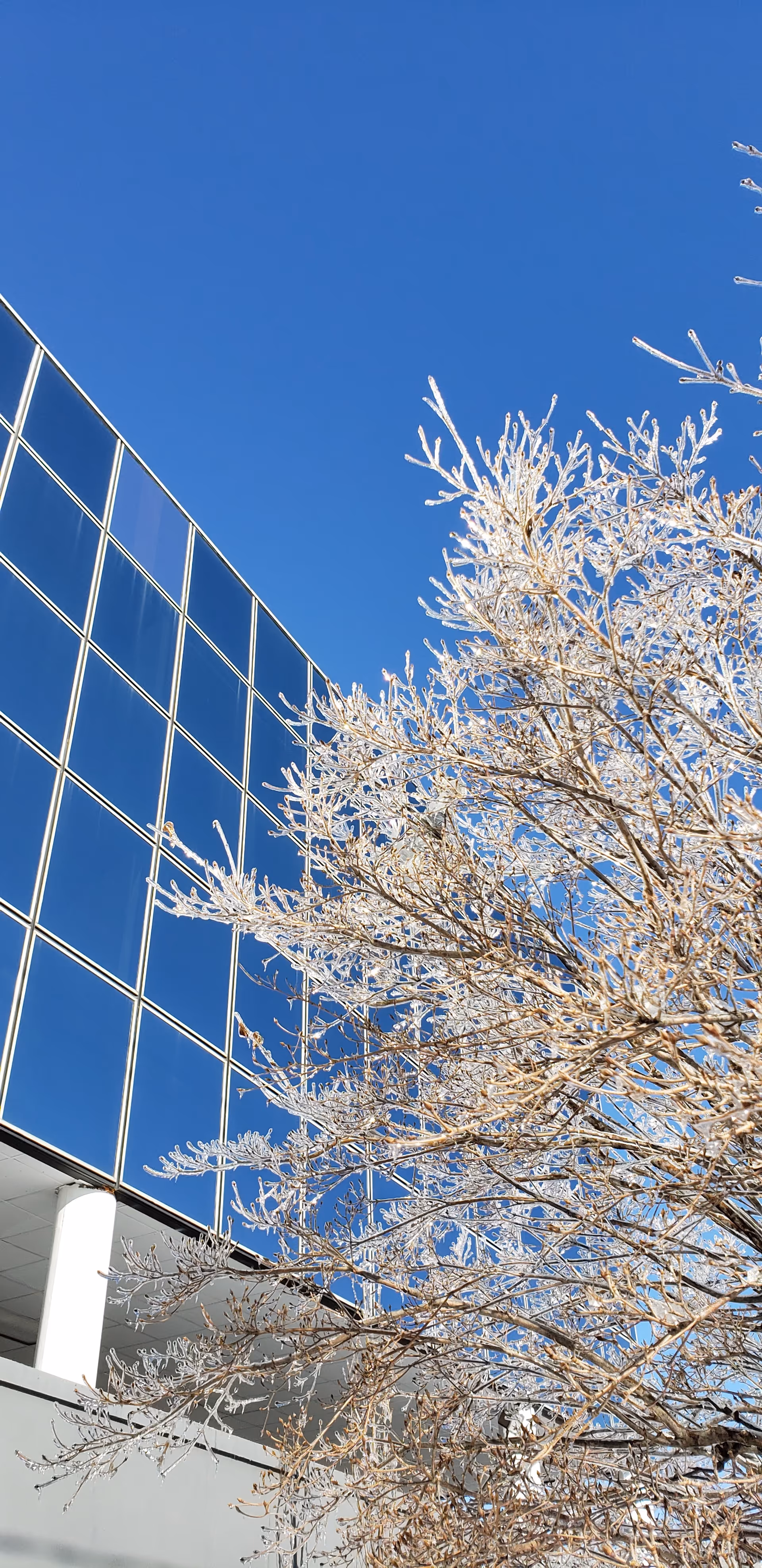 Modern glass building exterior with a snow-covered tree against a clear blue sky.