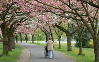 Two elderly individuals walk along a tree-lined park path with blooming blossoms.