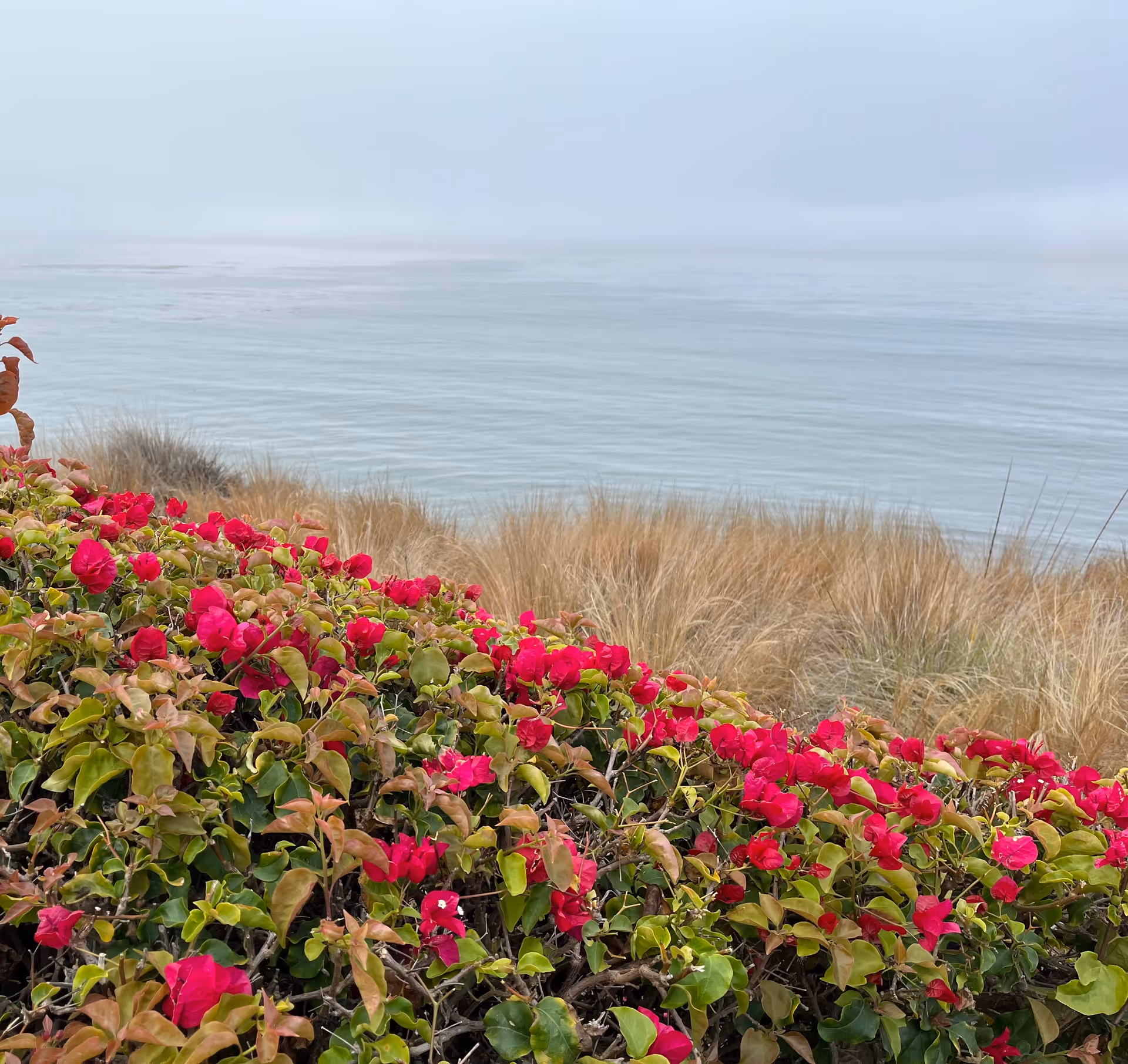 Coastal landscape with red flowers, tall grasses, and distant calm sea.