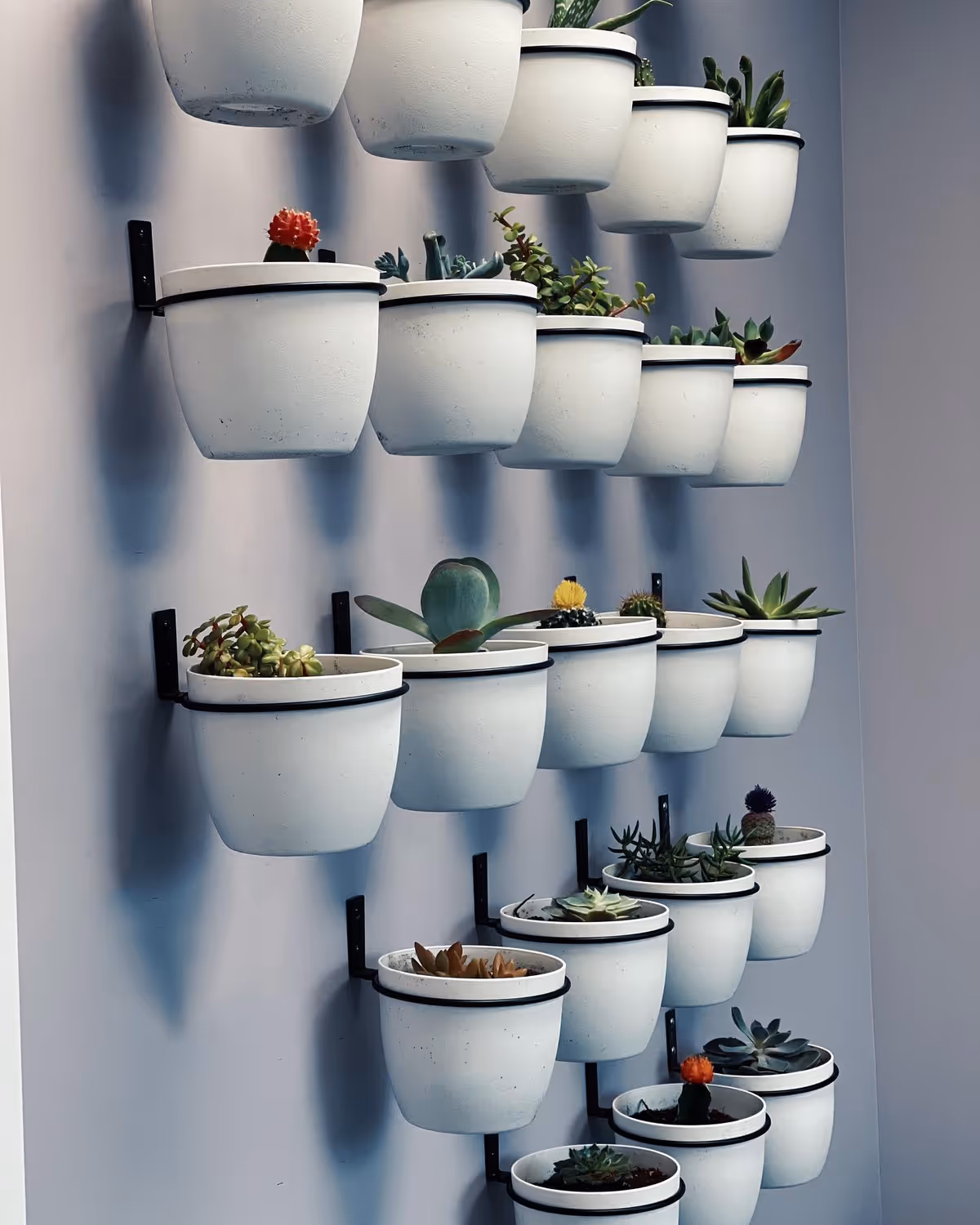 Interior wall with multiple white hanging pots filled with succulent plants