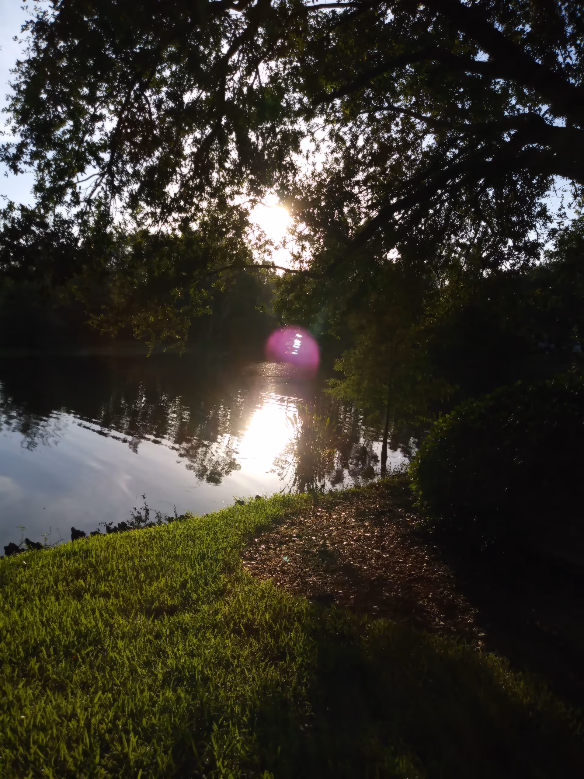 Sunlit lakeside scene with overhanging trees, grass, and a reflective water surface.