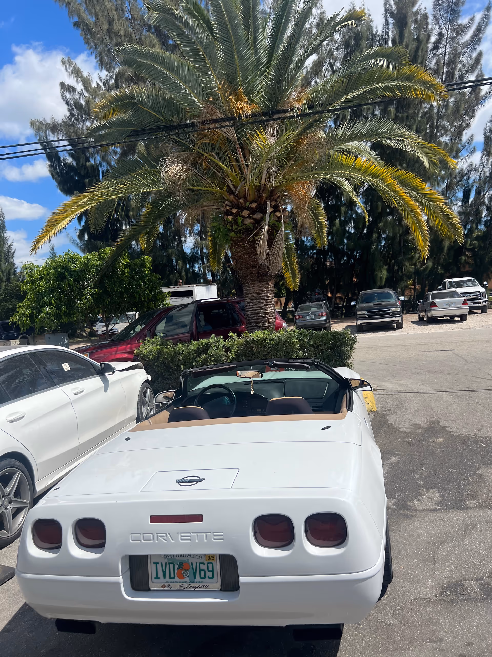White convertible car in parking lot with palm tree and other cars