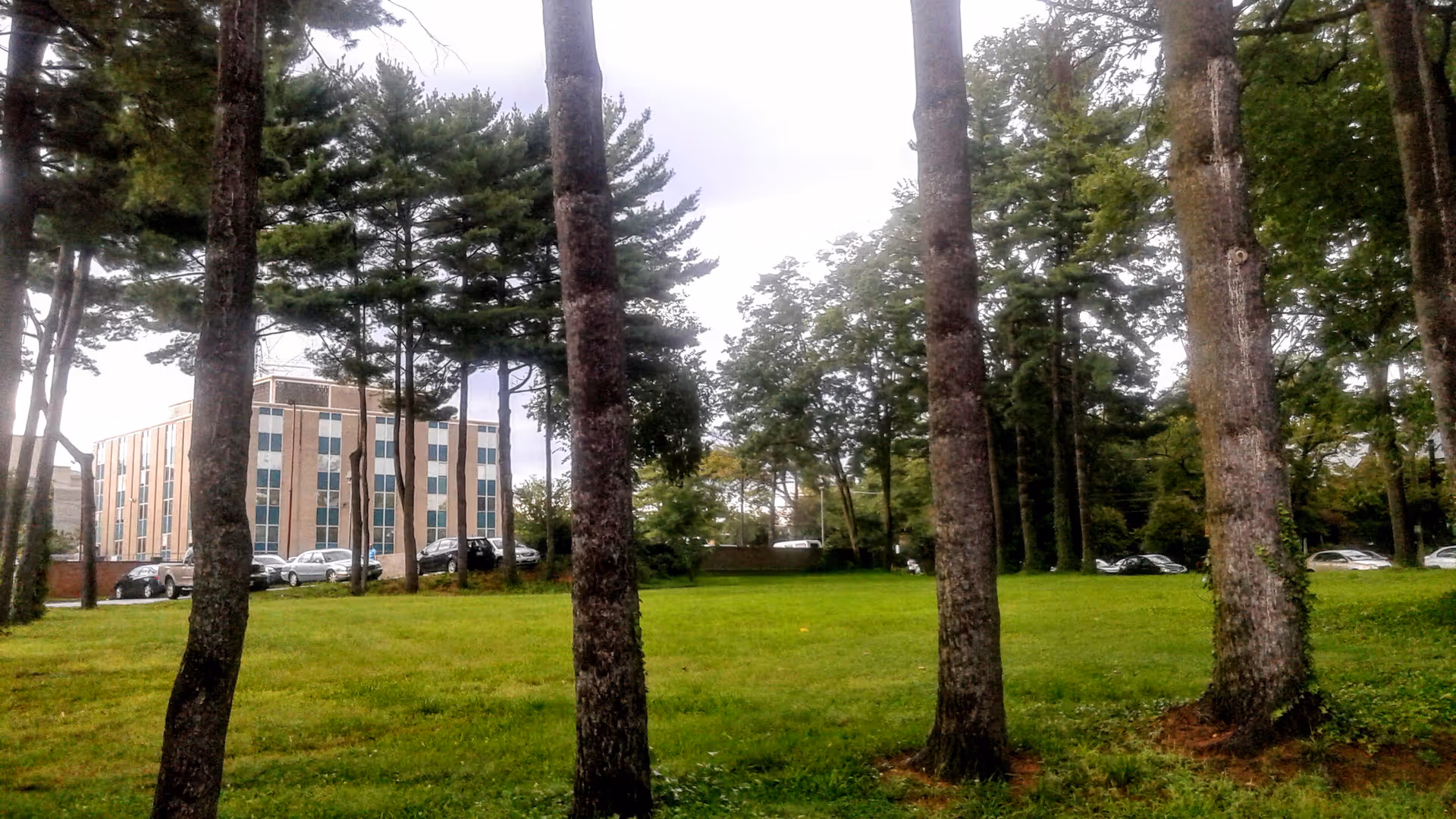 A grassy lawn with tall trees in the foreground and a multi-story building in the distance.