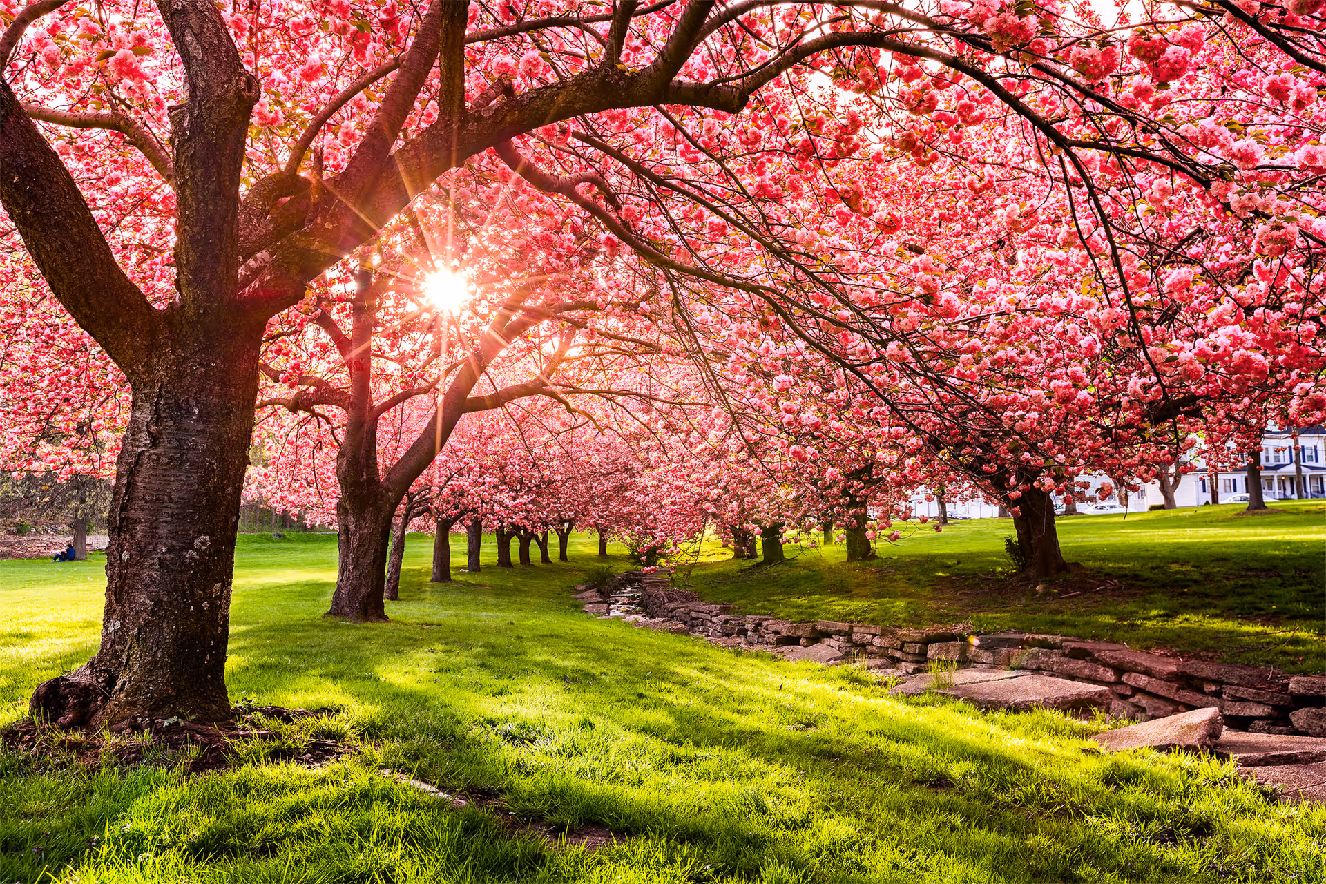 Row of pink flowering trees along a sunlit green lawn with a stone path.