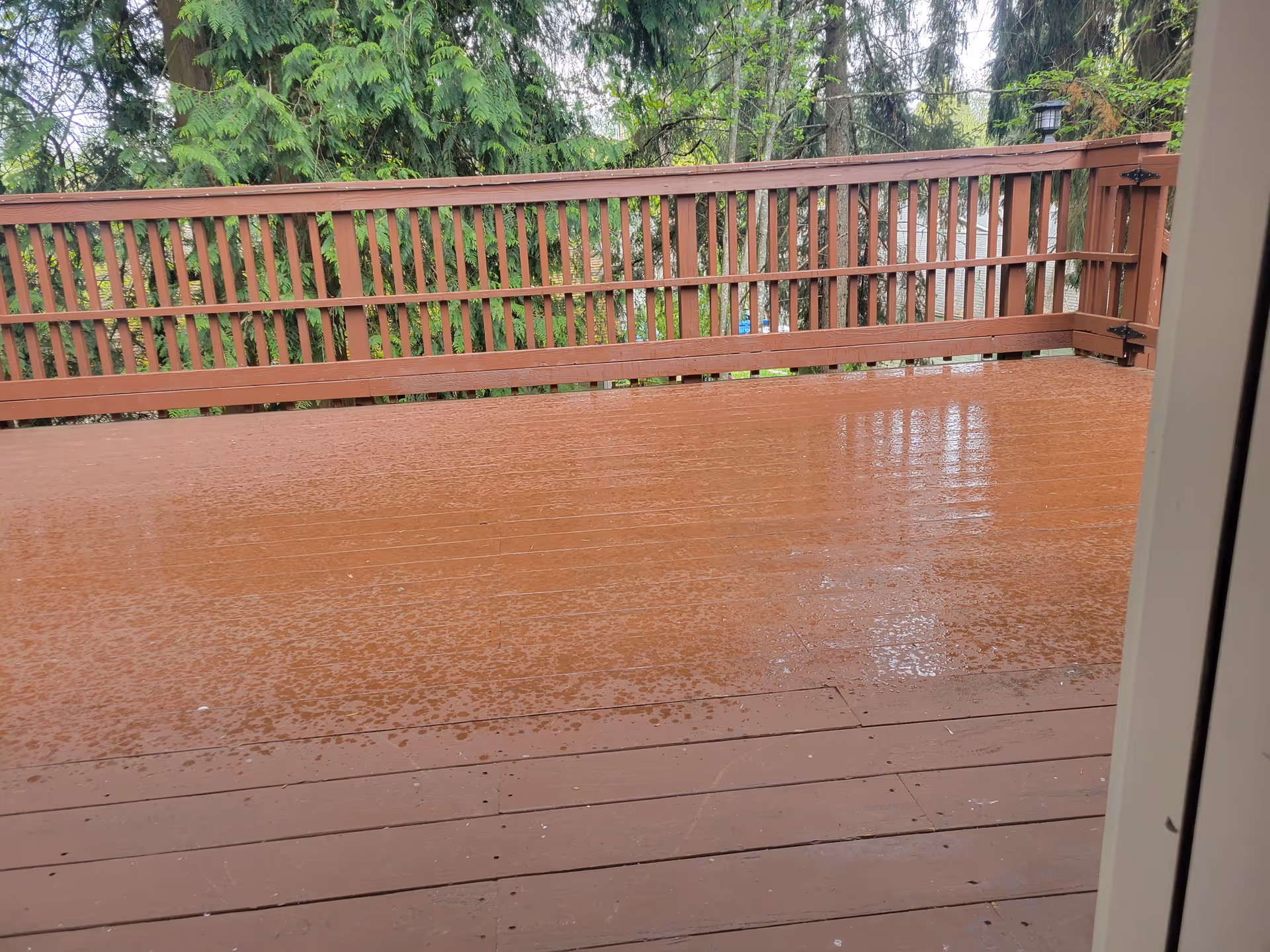 Wet wooden deck with railing and green trees in the background.