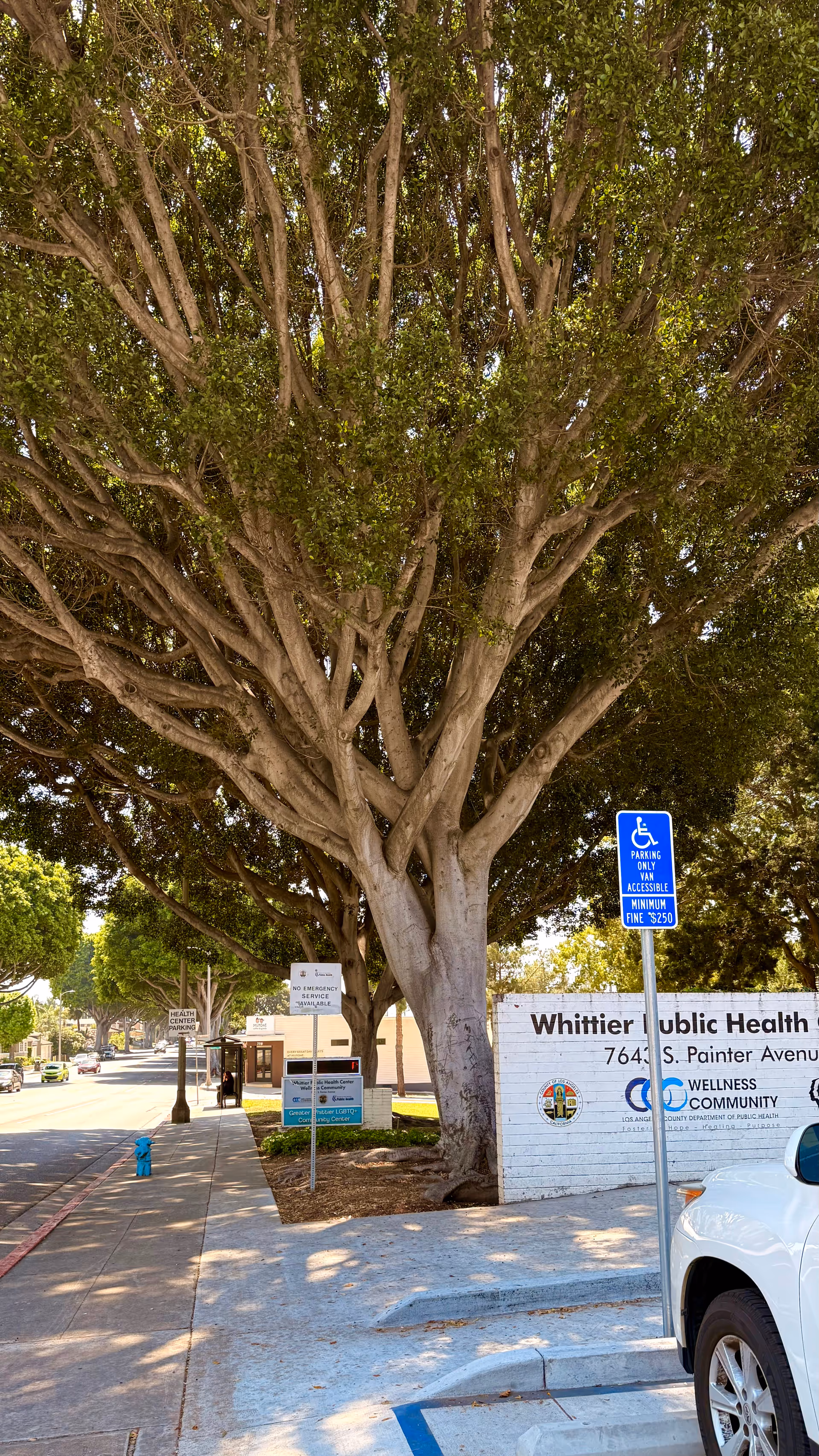 A large tree in front of a health facility exterior with street signs.