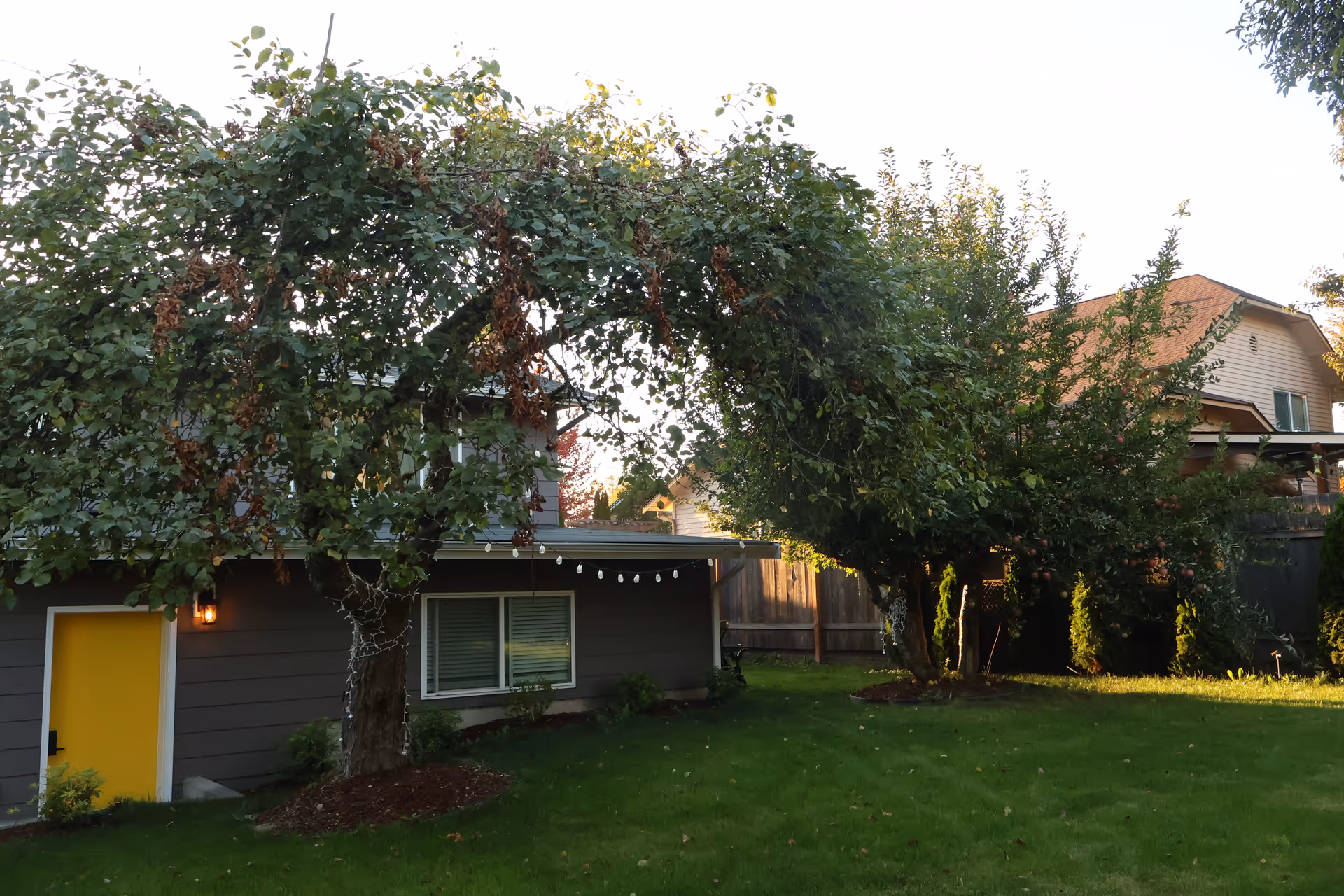 Exterior view of a senior living facility with arched trees and string lights.