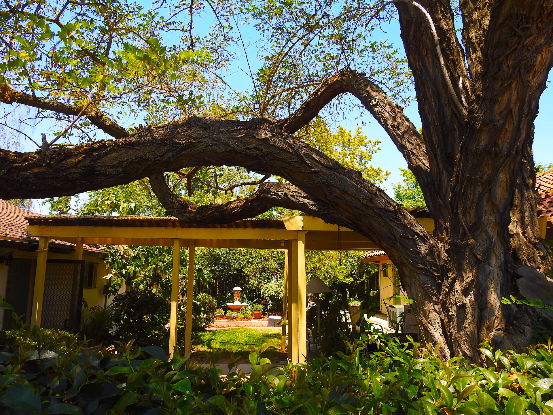 Large tree arches over a sunny courtyard with a yellow pergola and fountain.