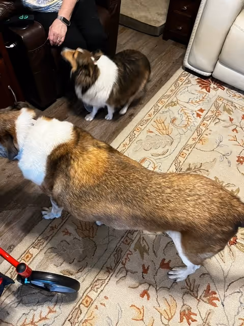 Two small dogs roam a living room beside a seated person and furniture.