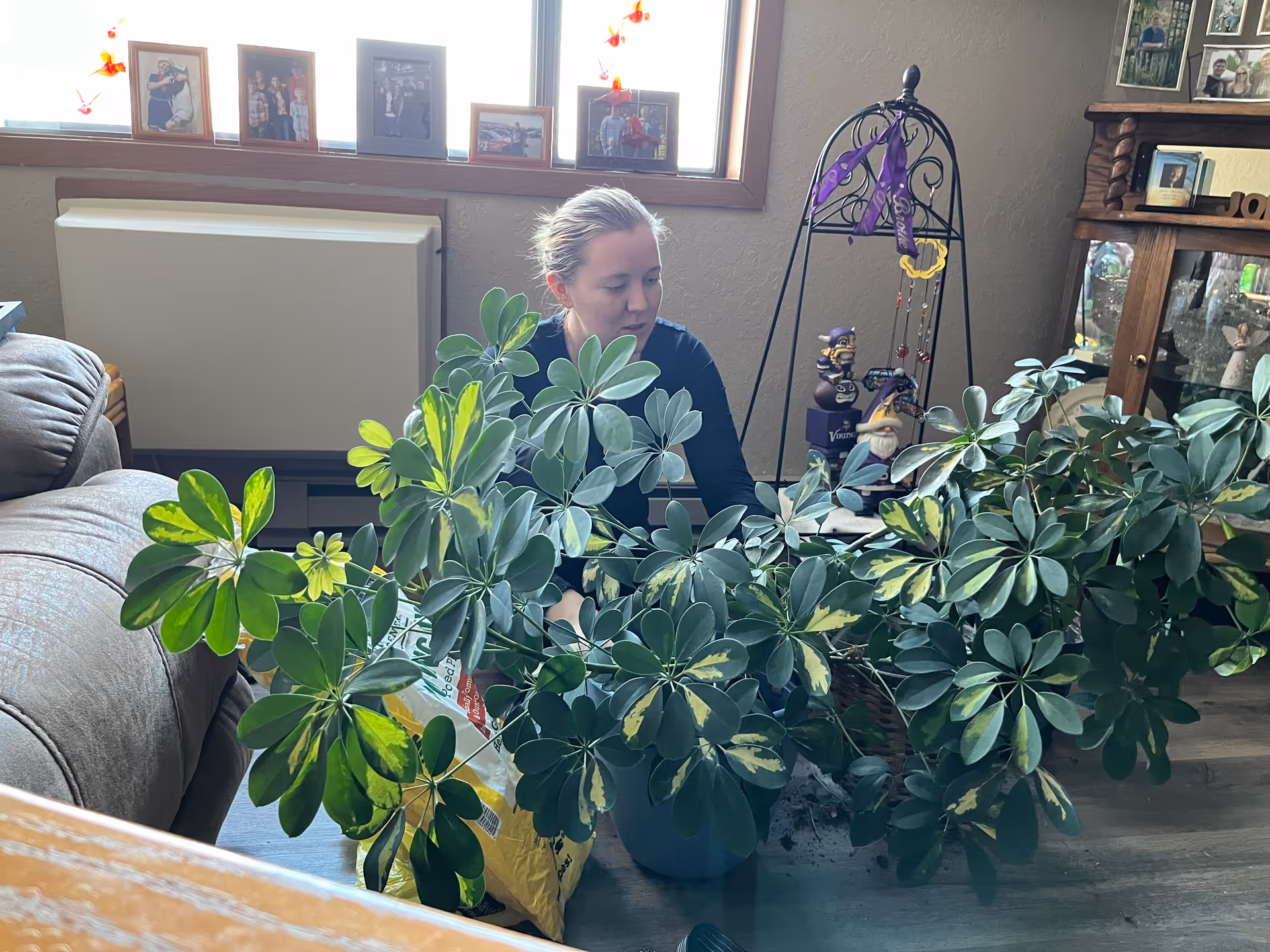 A person sits behind large green houseplants in a cozy living room.
