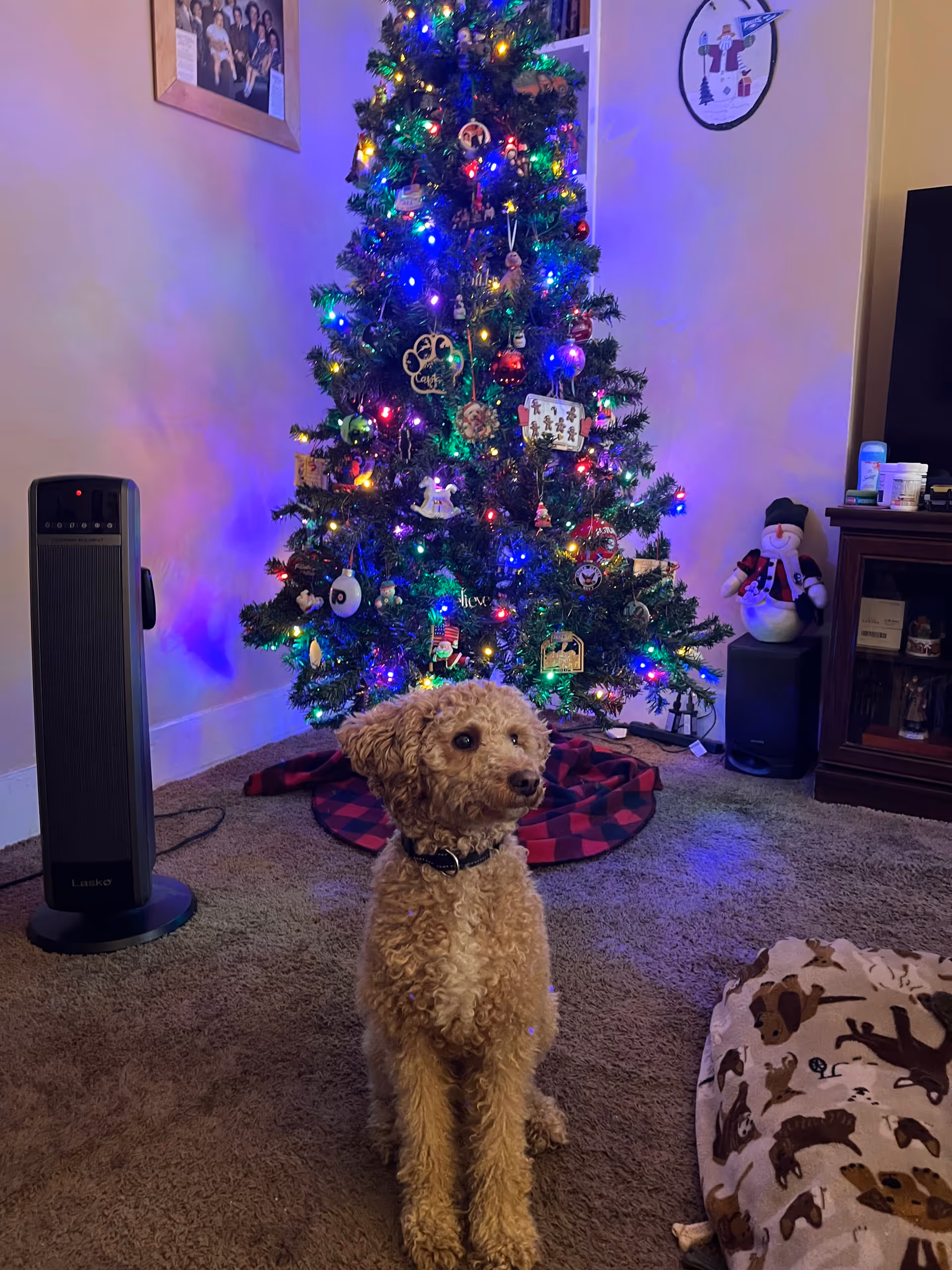 Small curly dog sits on carpet beside a lit Christmas tree in a living room.