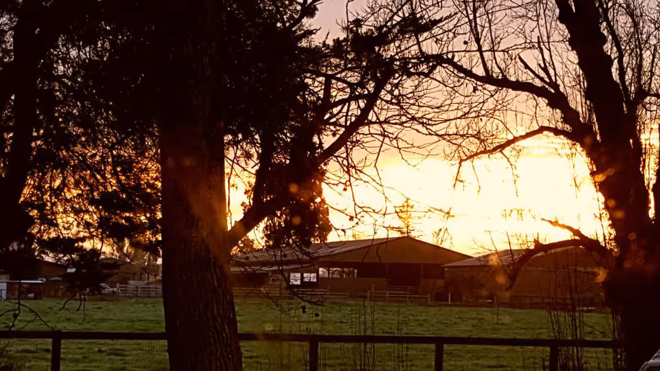 Sunset over a fenced grassy outdoor area with trees and distant buildings.