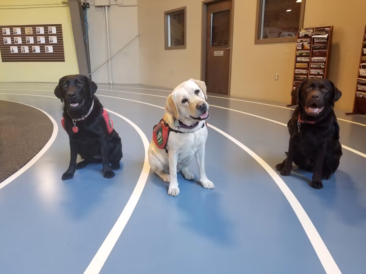 Three dogs sit on a blue indoor track inside a facility hallway.