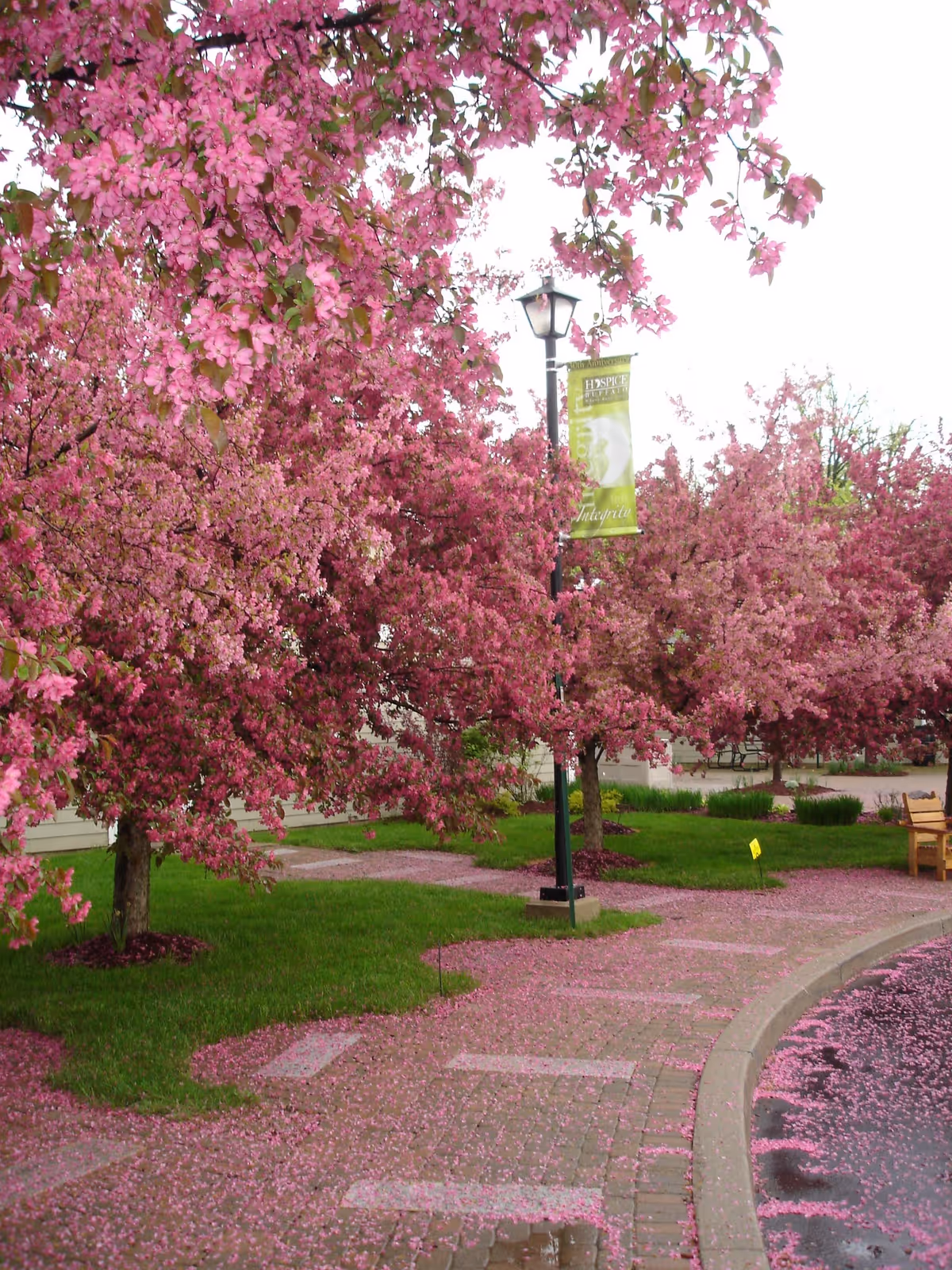 Pink flowering trees line a brick-pathed outdoor garden with a bench and petals.